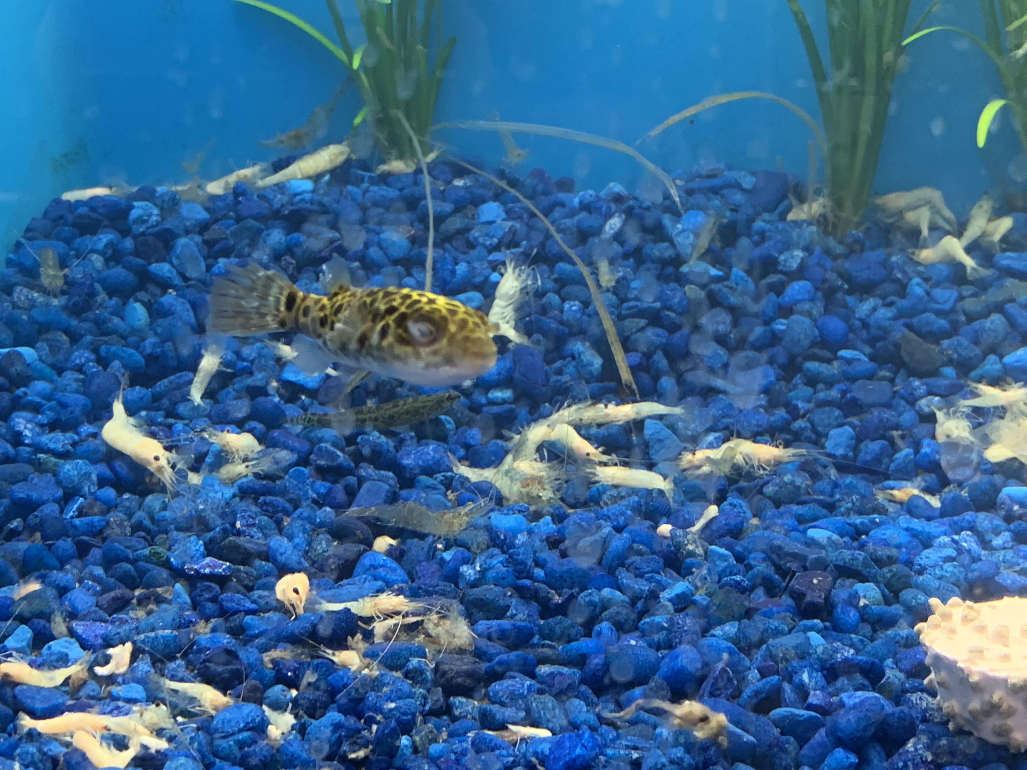 Green spotted puffer tank at Pet Supermarket. It’s a sad sight. r