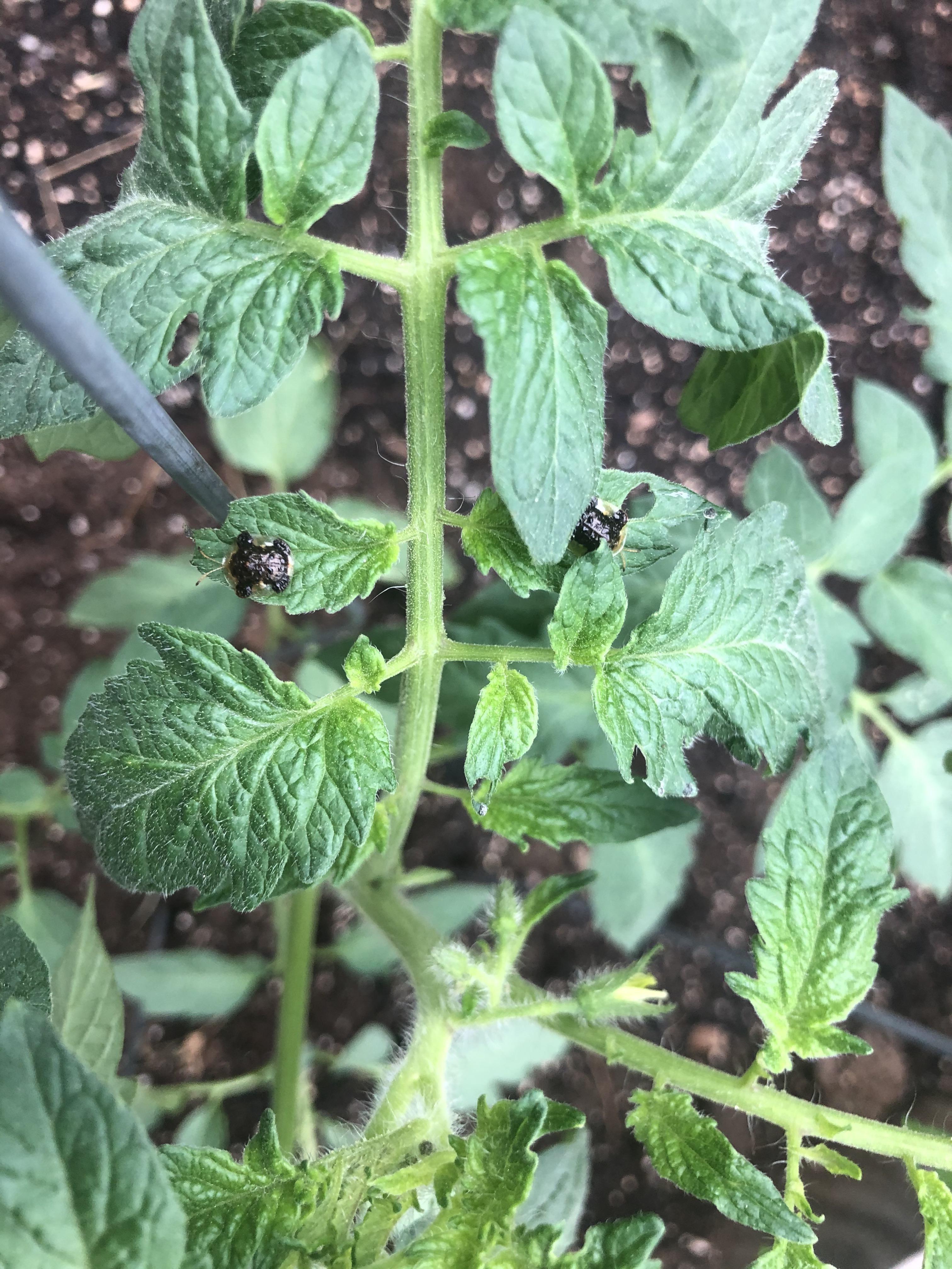 What’s eating my tomato plant?? r/whatsthisbug