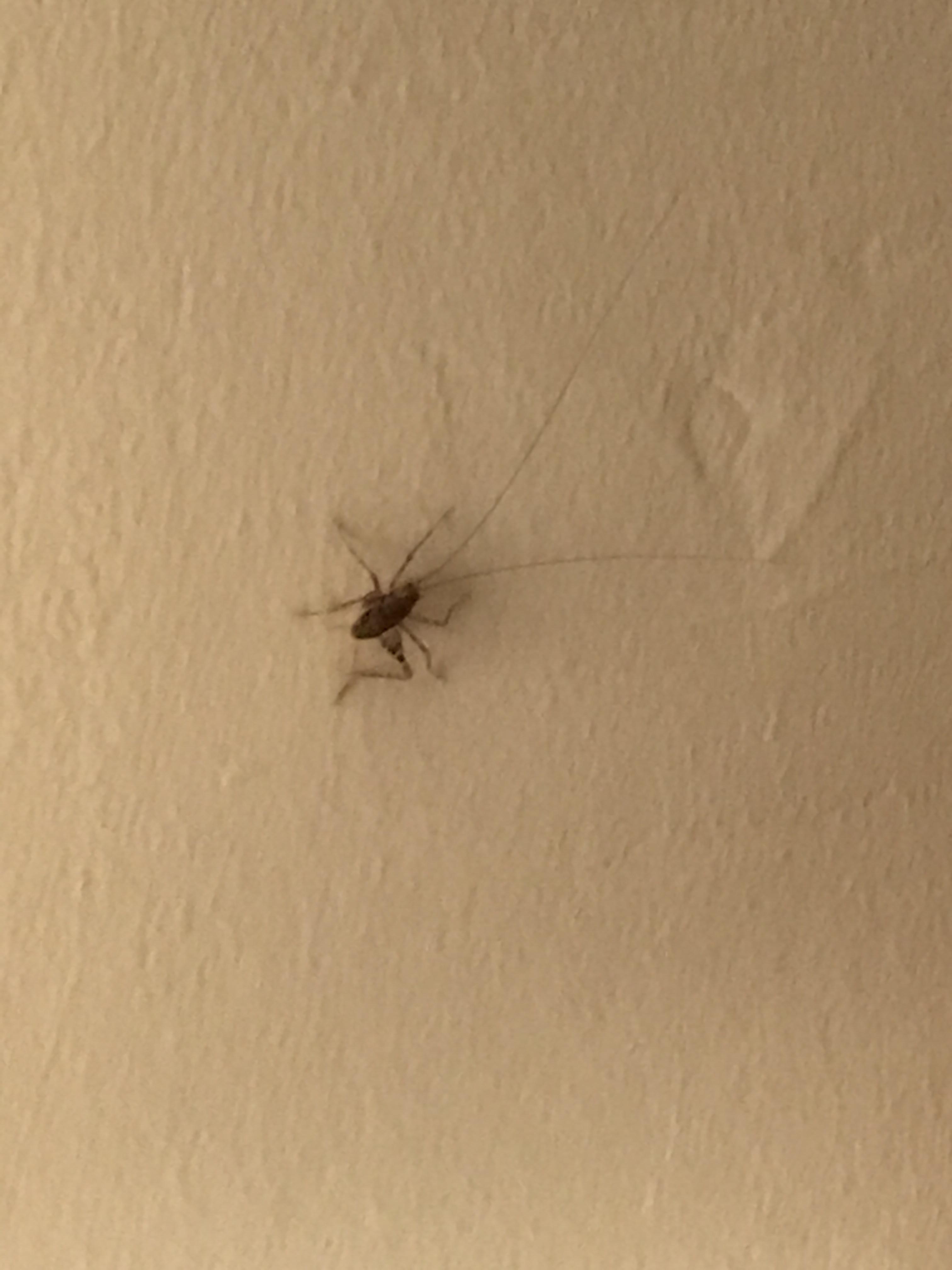 Central Alabama bug. 6 legs, no visible wings, really long antennas