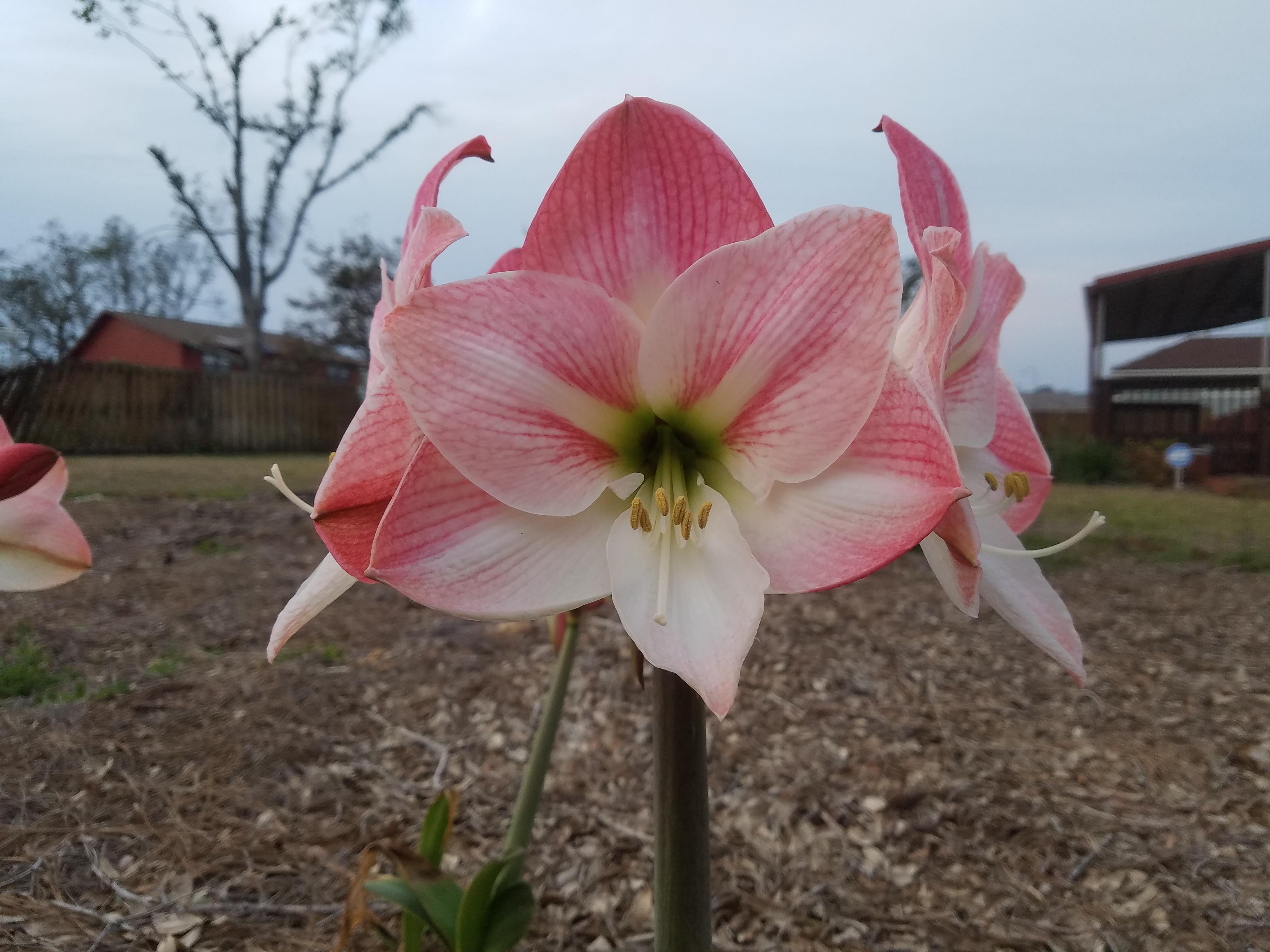 Outdoor Amaryllis, Florida sunshine r/gardening