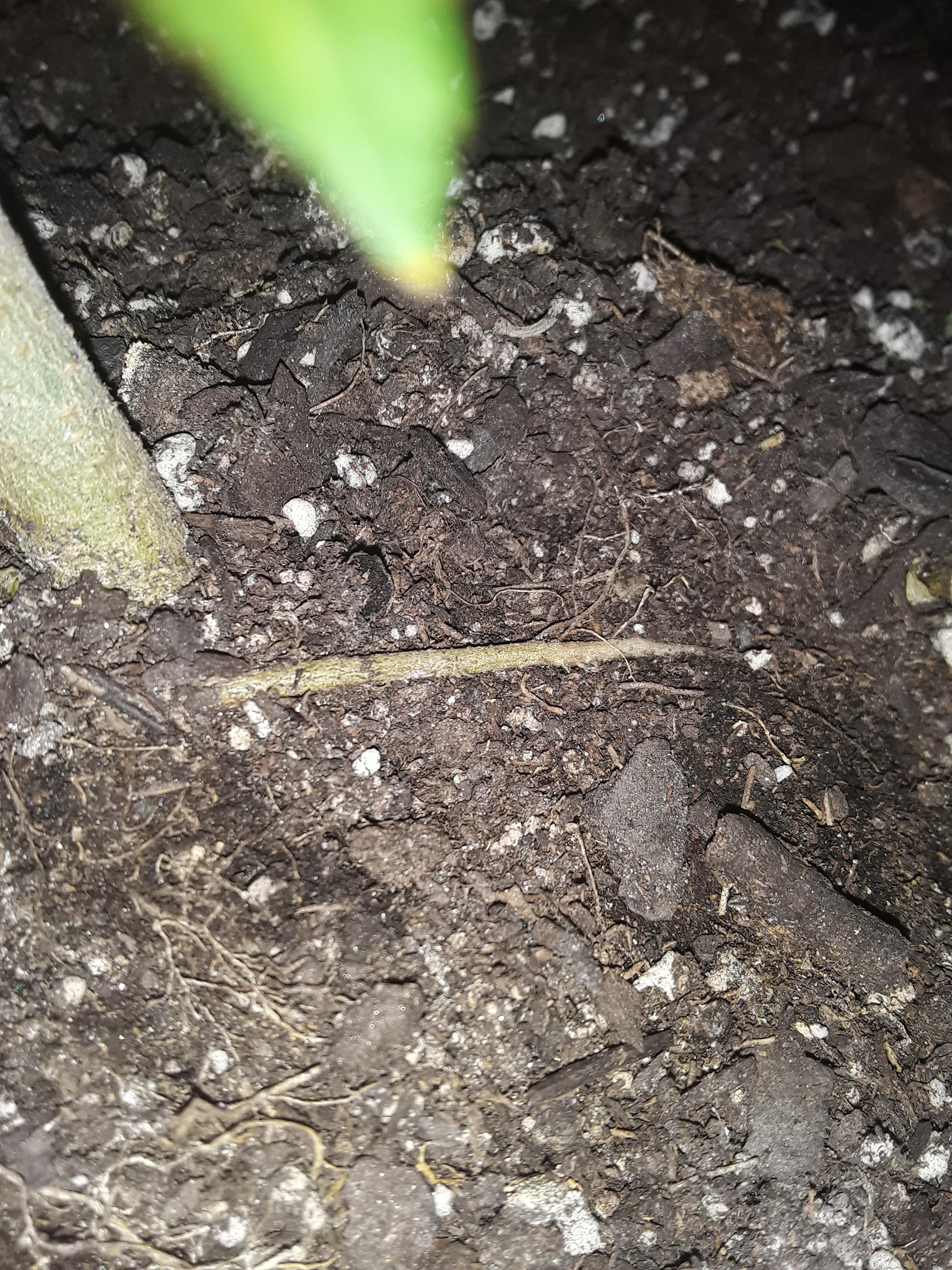 What are these woody roots called, and what's the science behind them