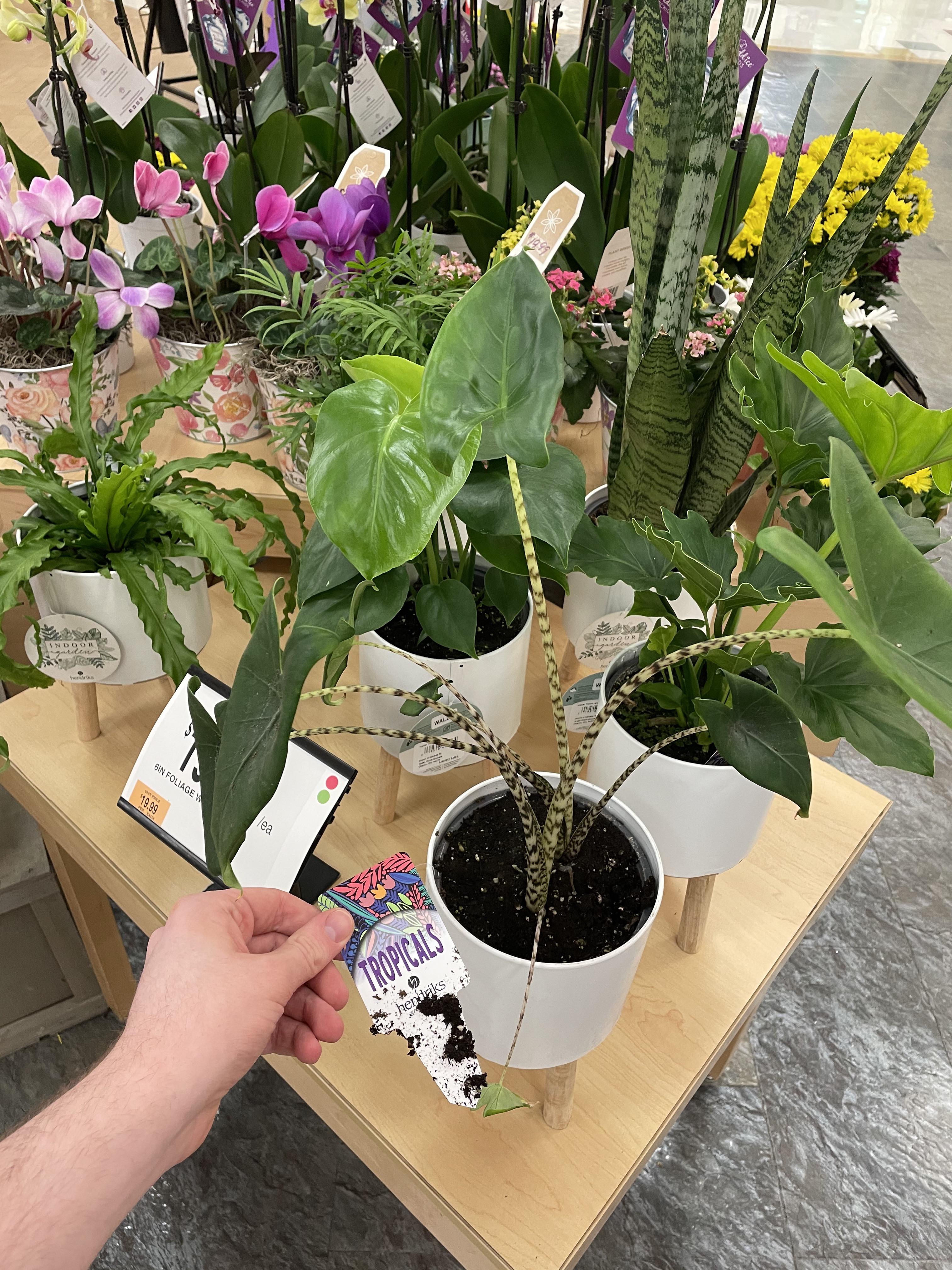 Stop and Shop plant collection Western, MA. r/plantwatch