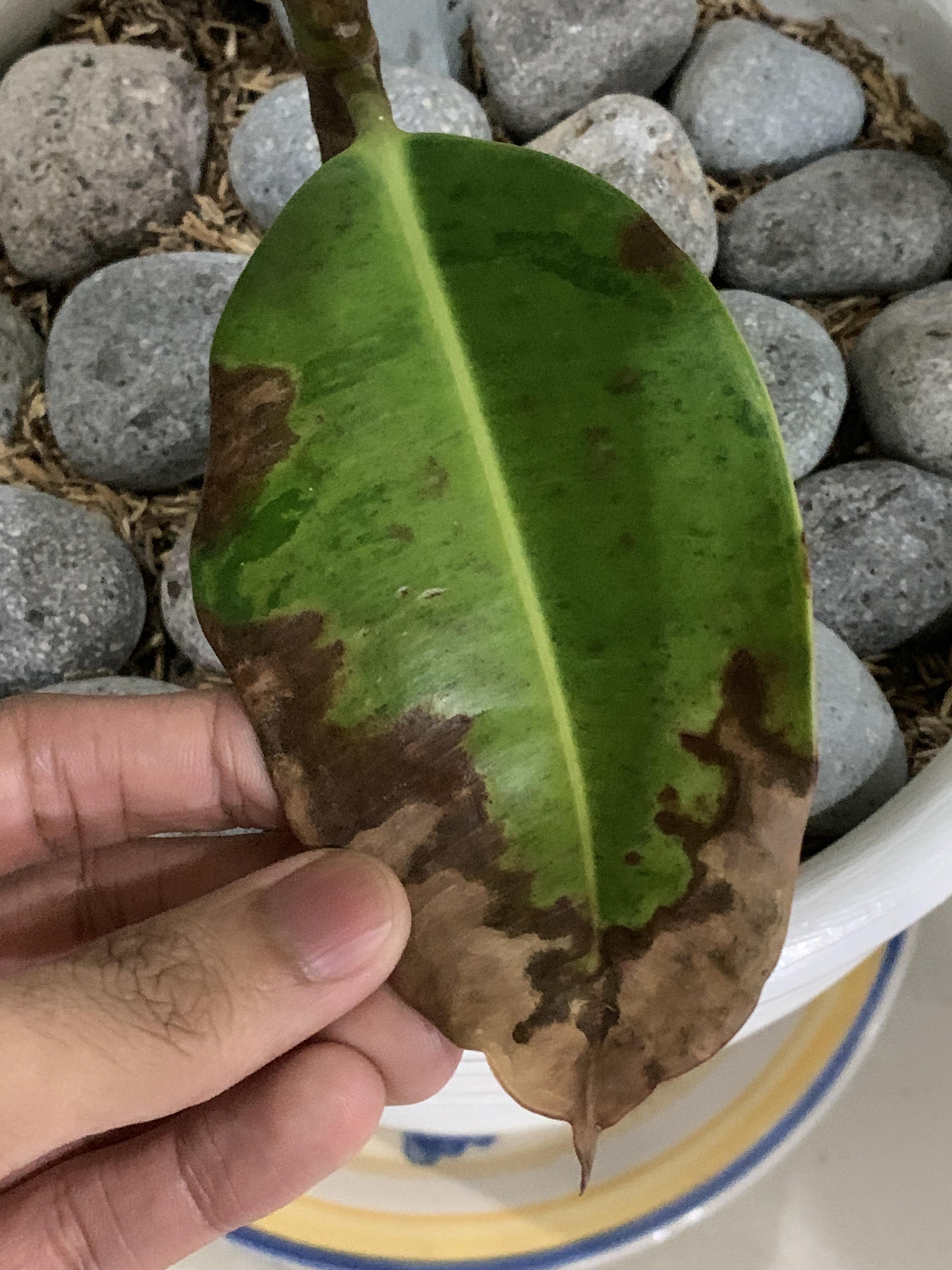 My rubber tree’s lowest leaf is browning! What am I doing wrong? r