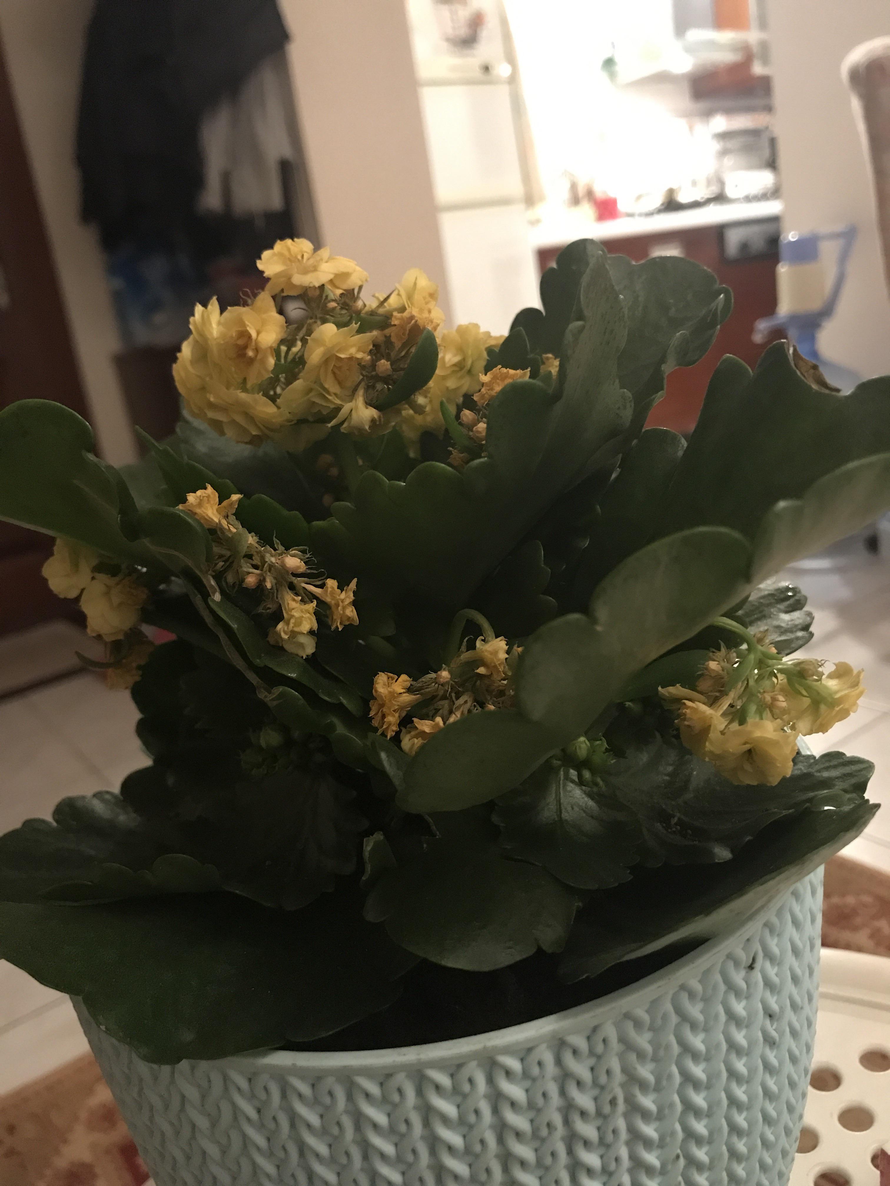 Hello everyone, sorry for bothering again but I’ve noticed that this