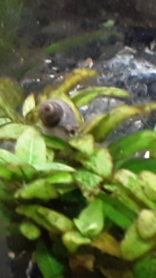 Unidentified snail in my empty planted 10 gallon, need help identifying