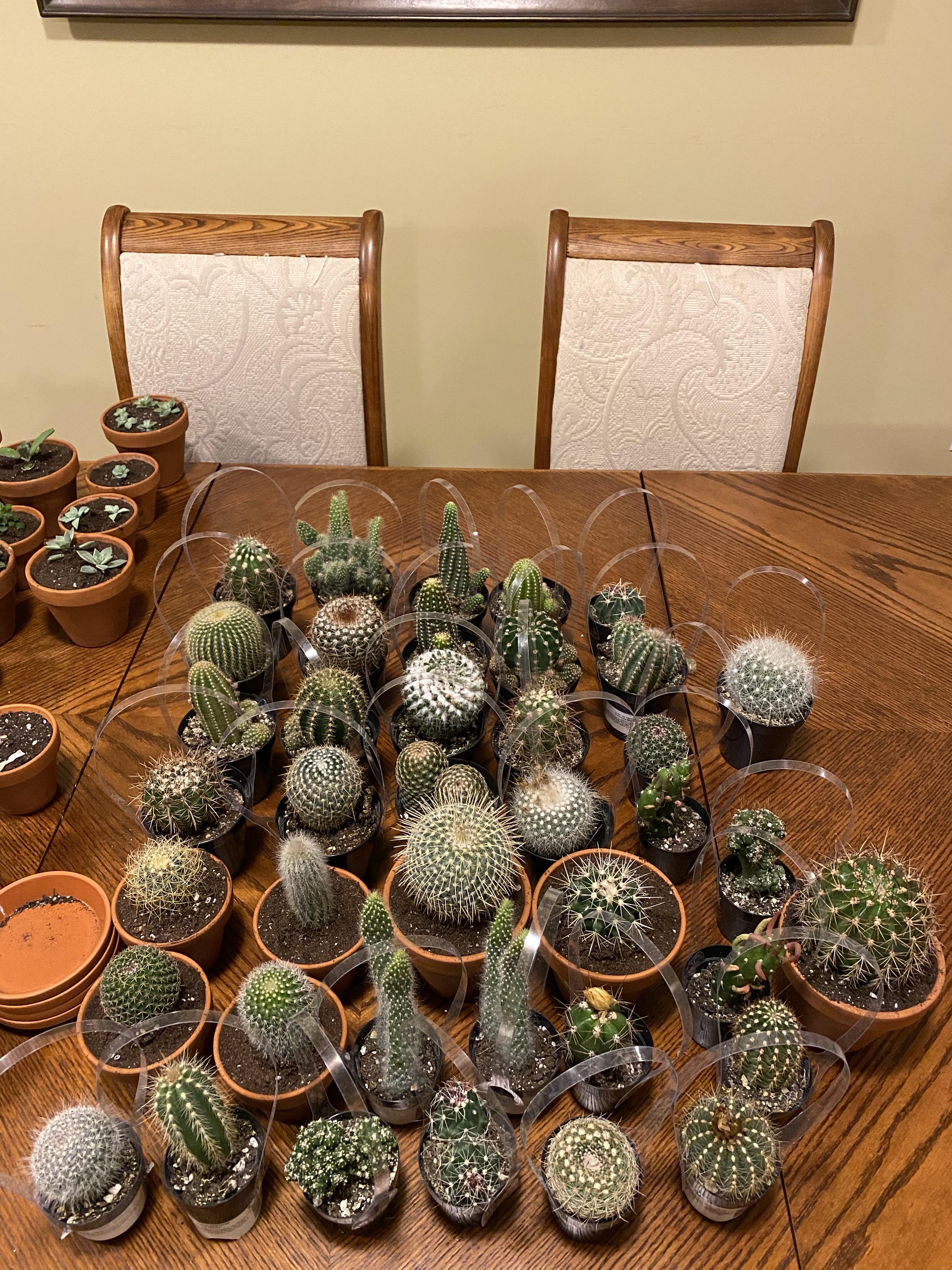 Home Depot had clearance sale today. 0.35 a piece! r/cactus