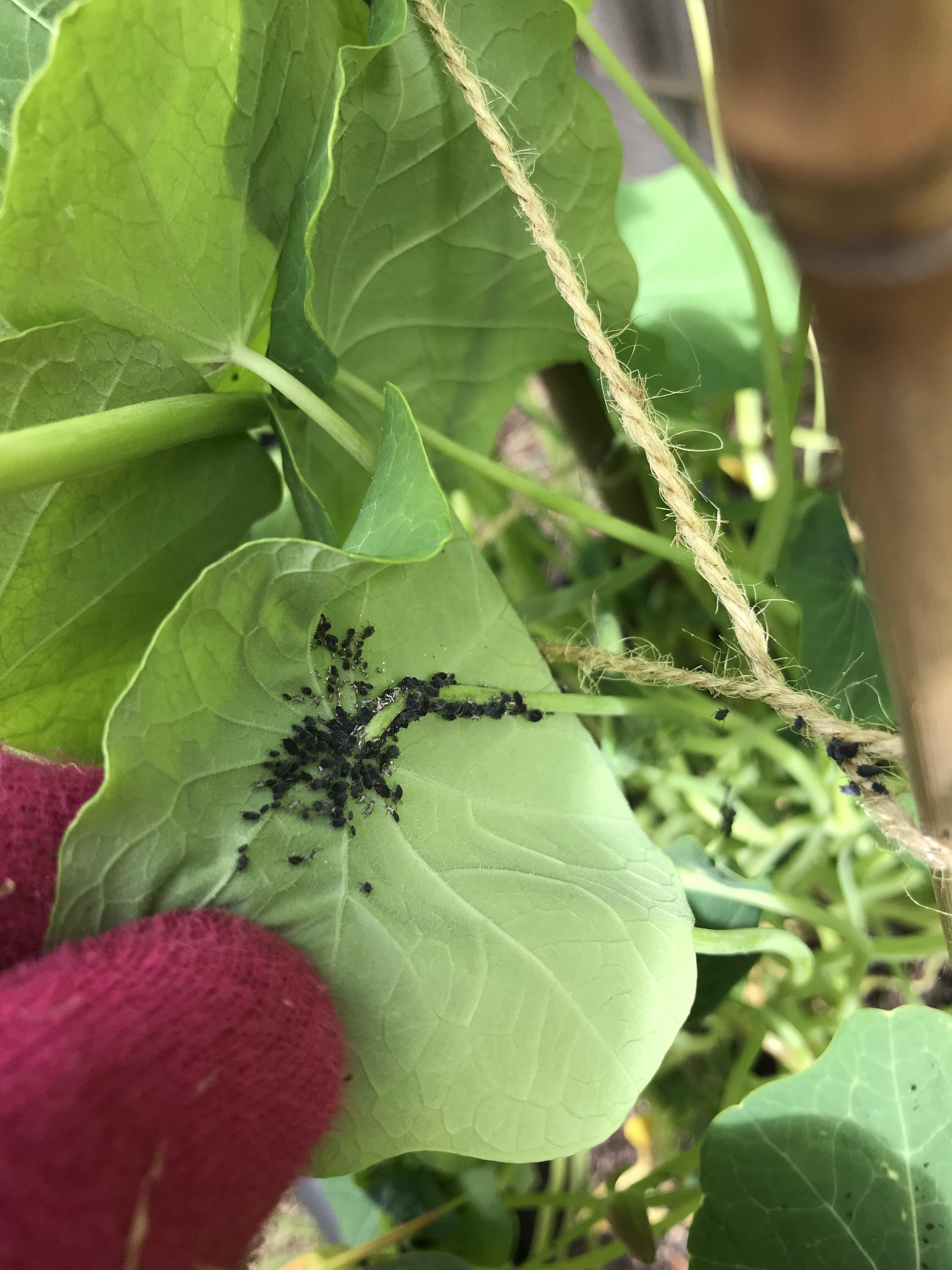 What is this black stuff on the back of my nasturtium? At first I