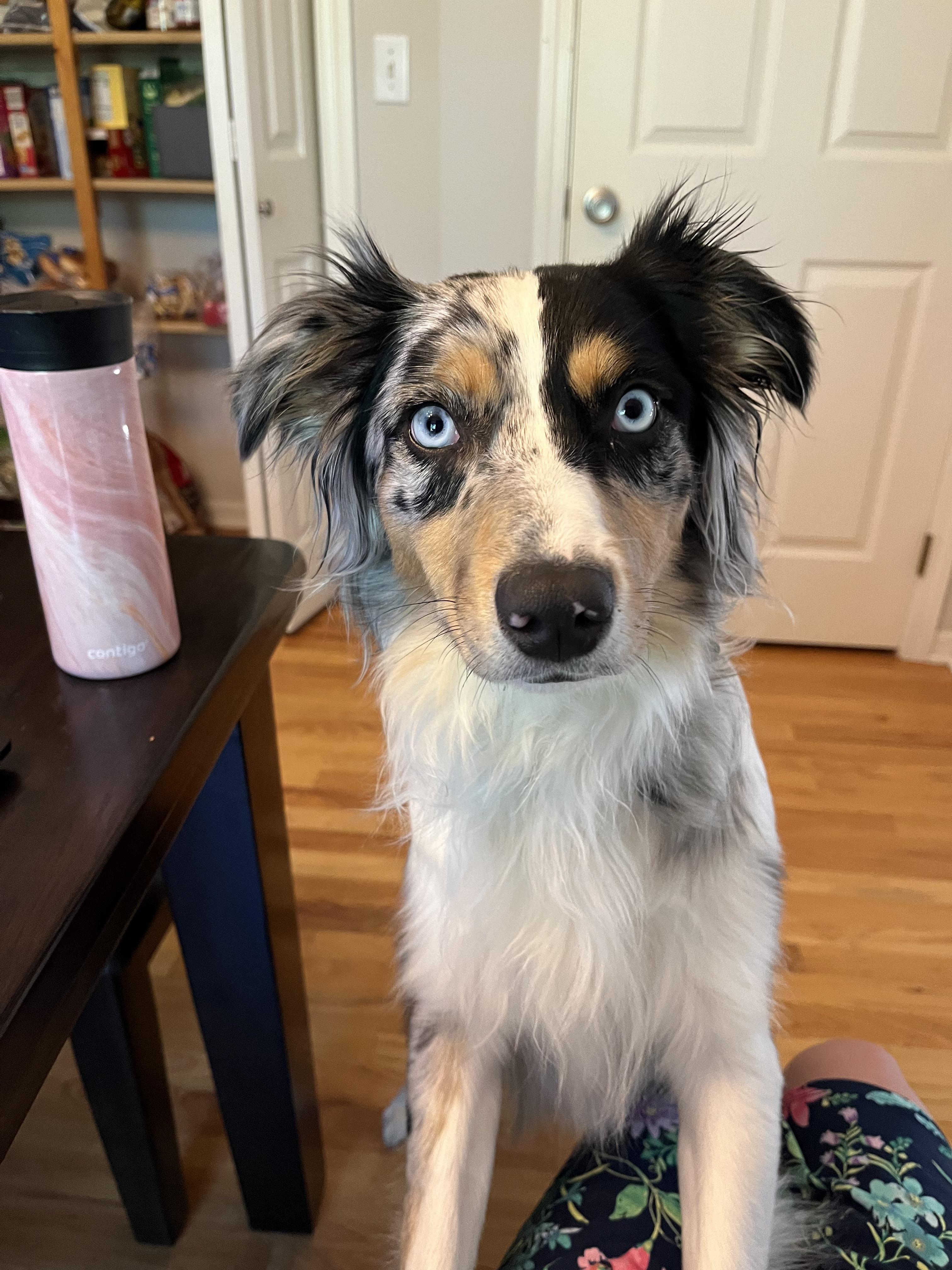 Do Aussies grow their full coat as the age? r/AustralianShepherd