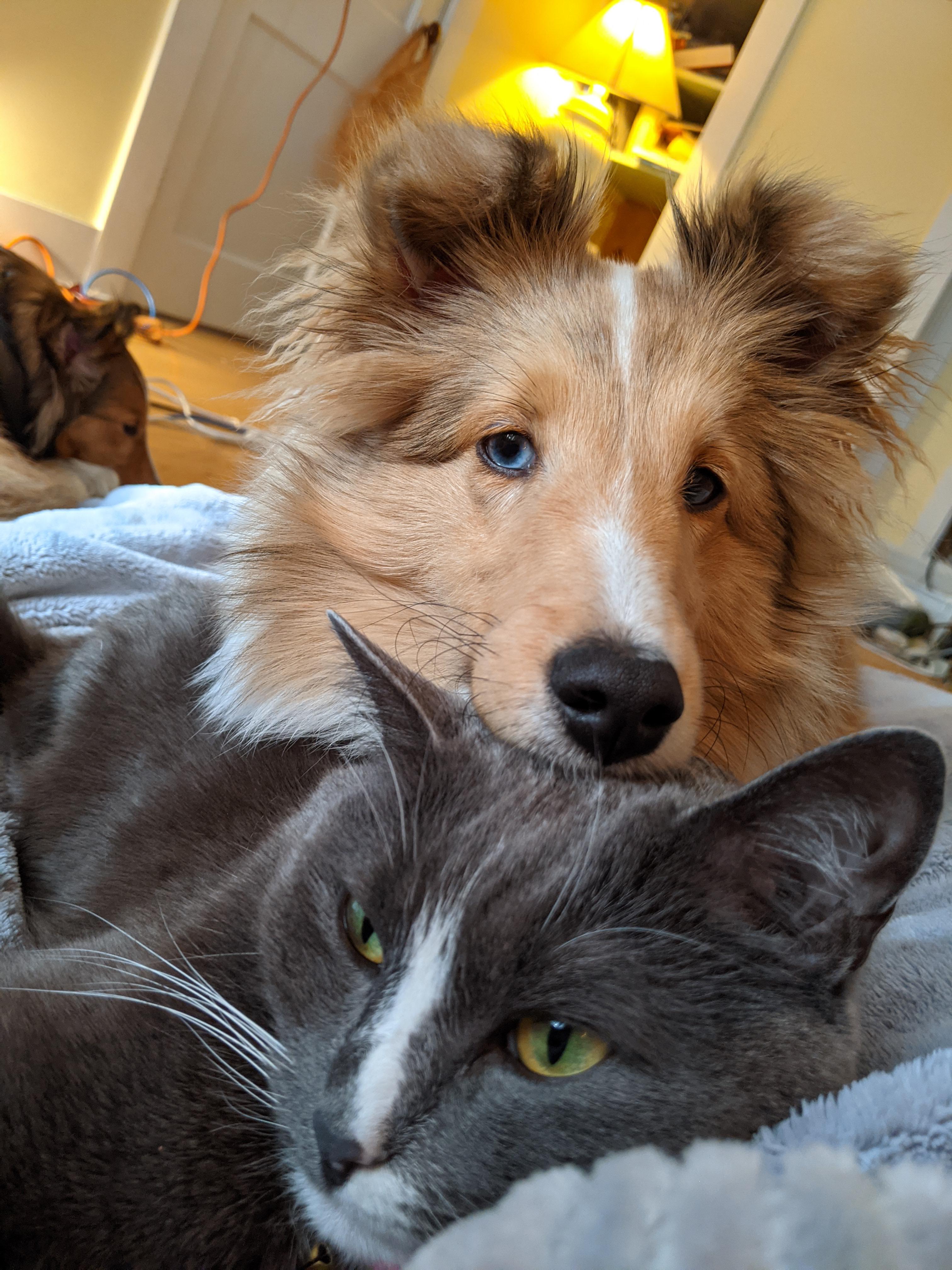 Shelties and cats are a good combo r/sheltie