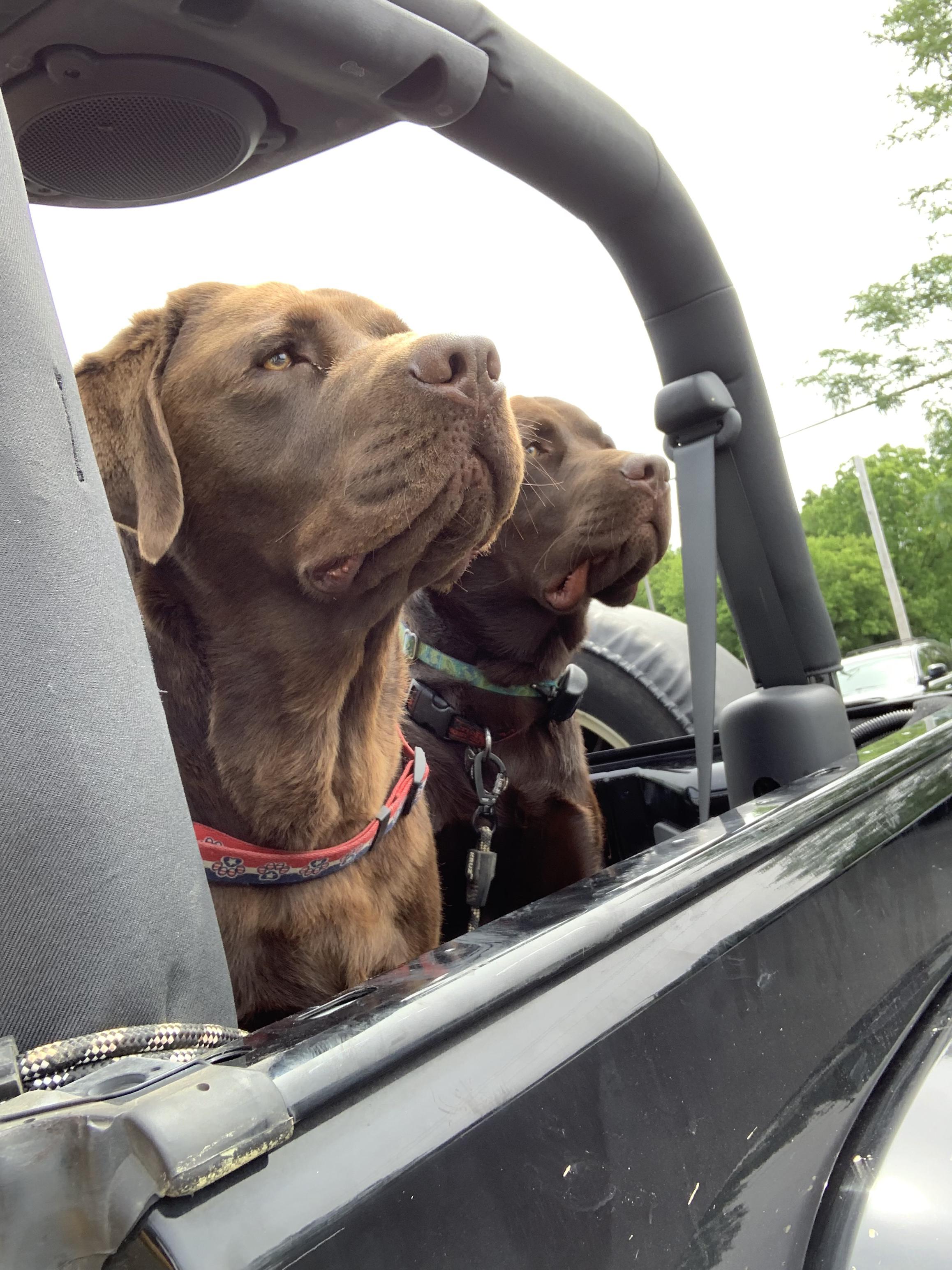 jeep dogs Jeep