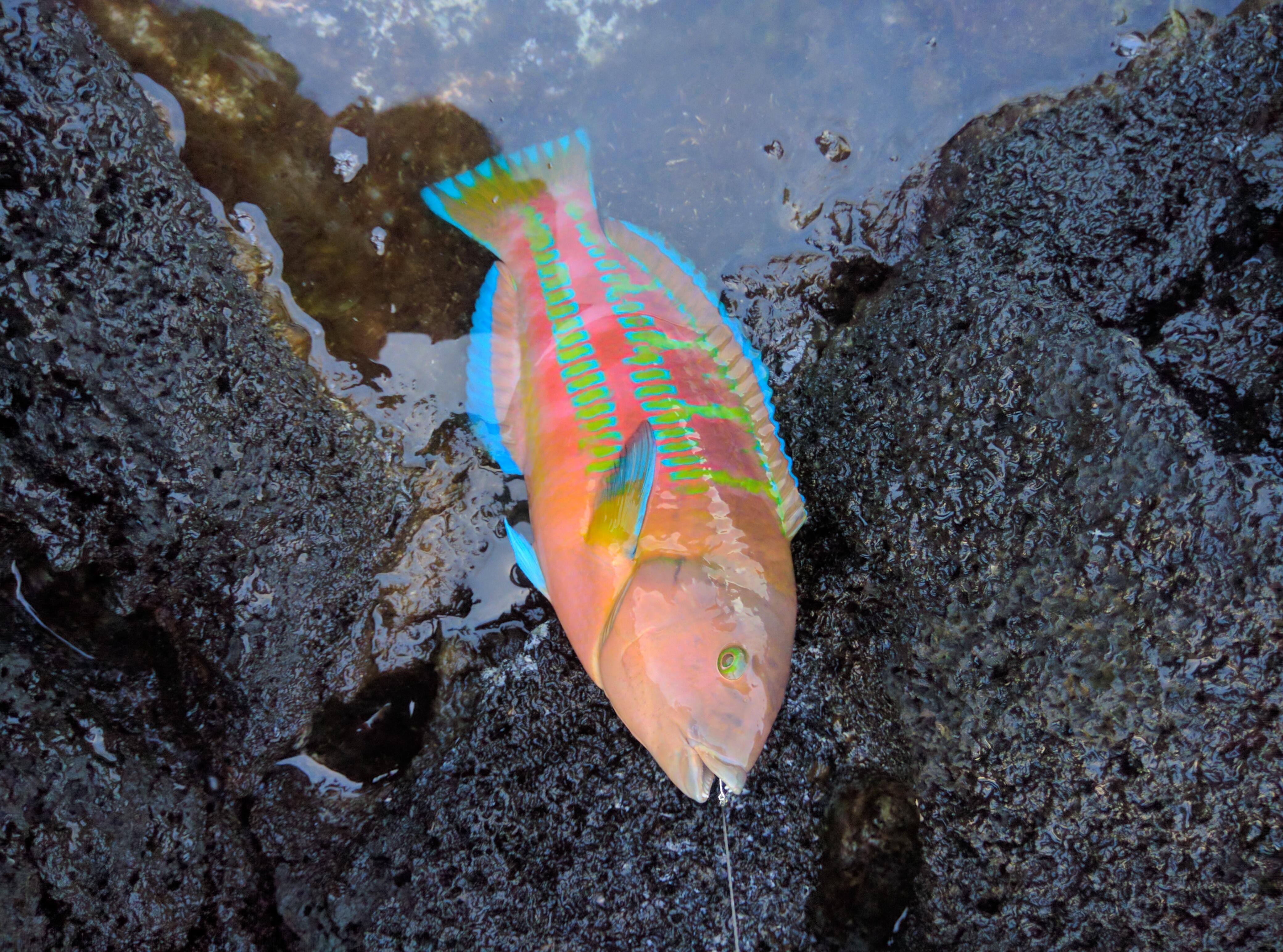 `Awela Hawaiian Christmas Wrasse. Catch and release r/Fishing