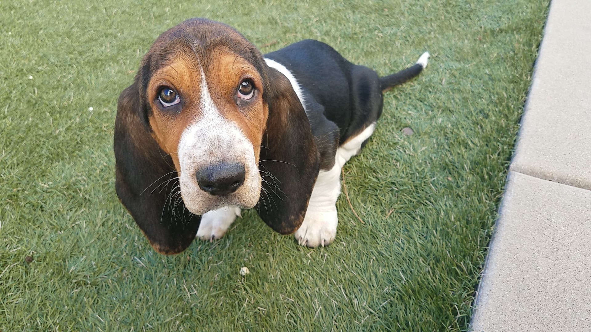 Basset hound puppies are the best! Love ya Maggie May! r/basset