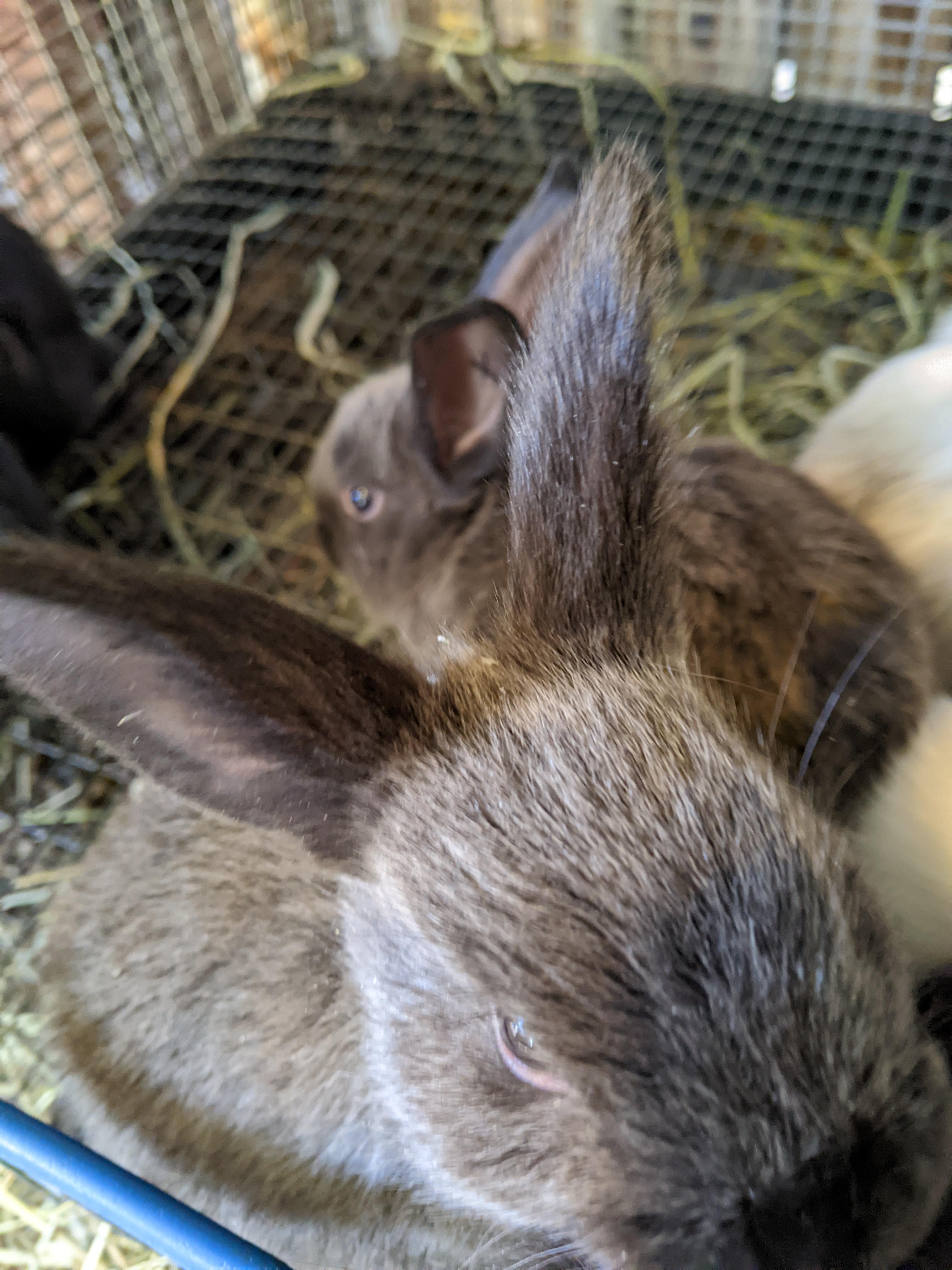 Flemish Giant mix rabbits. Pick up Jan 15th at 9am west Beaumont. 40