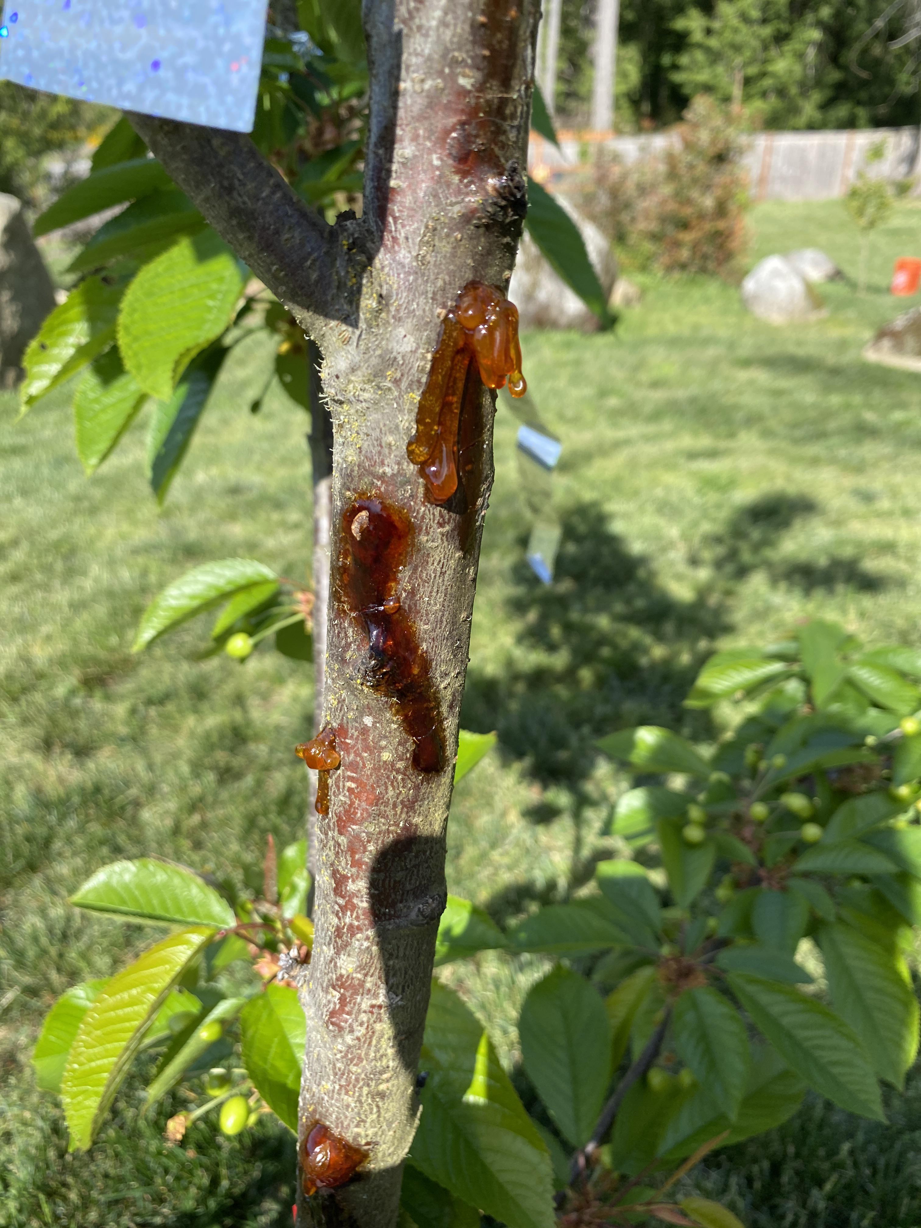 Anyone know why my cherry tree is bleeding sap? r/homestead