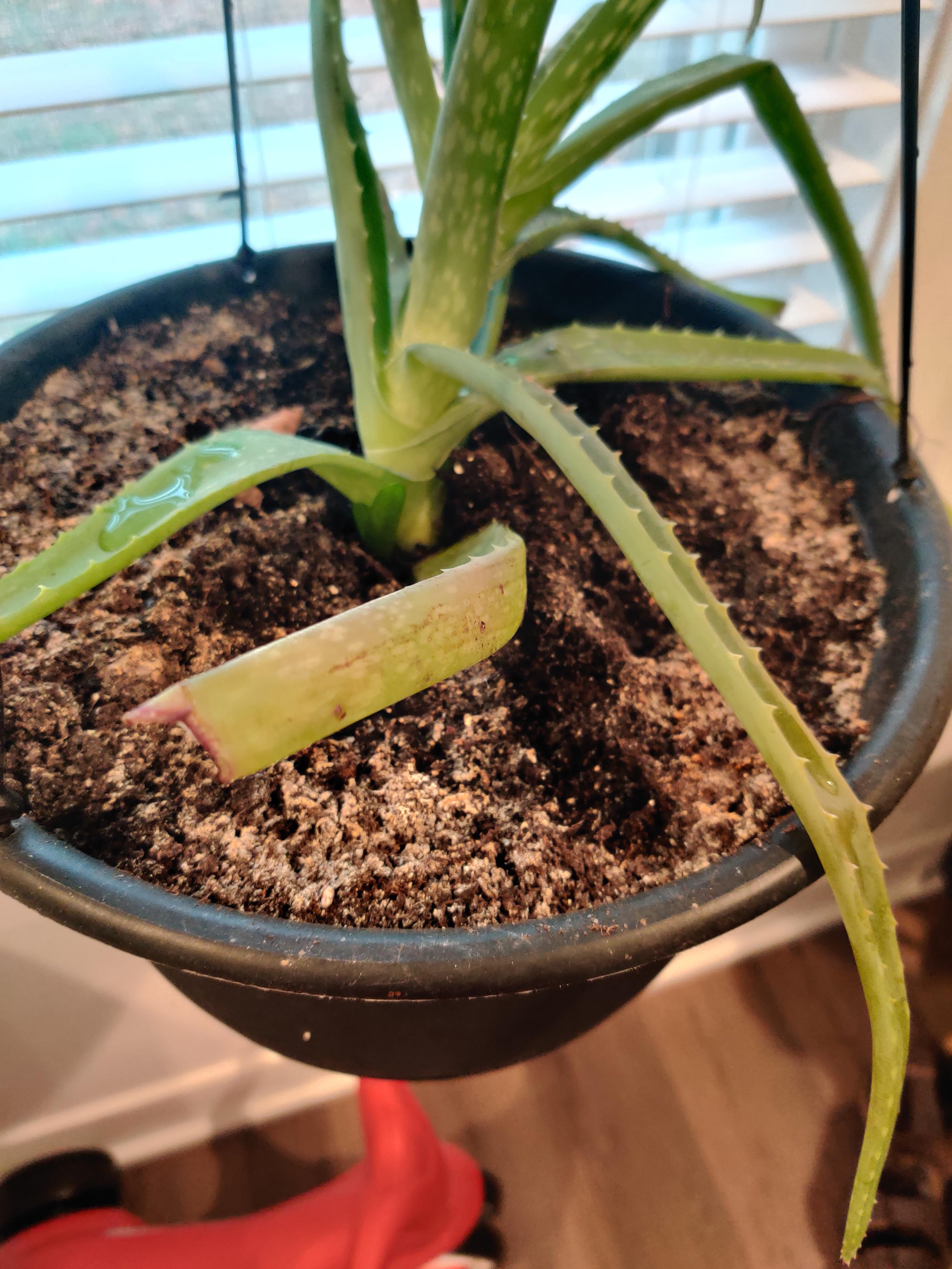 What's growing on the top soil of my aloe plant? Is the white stuff mold? r/plants