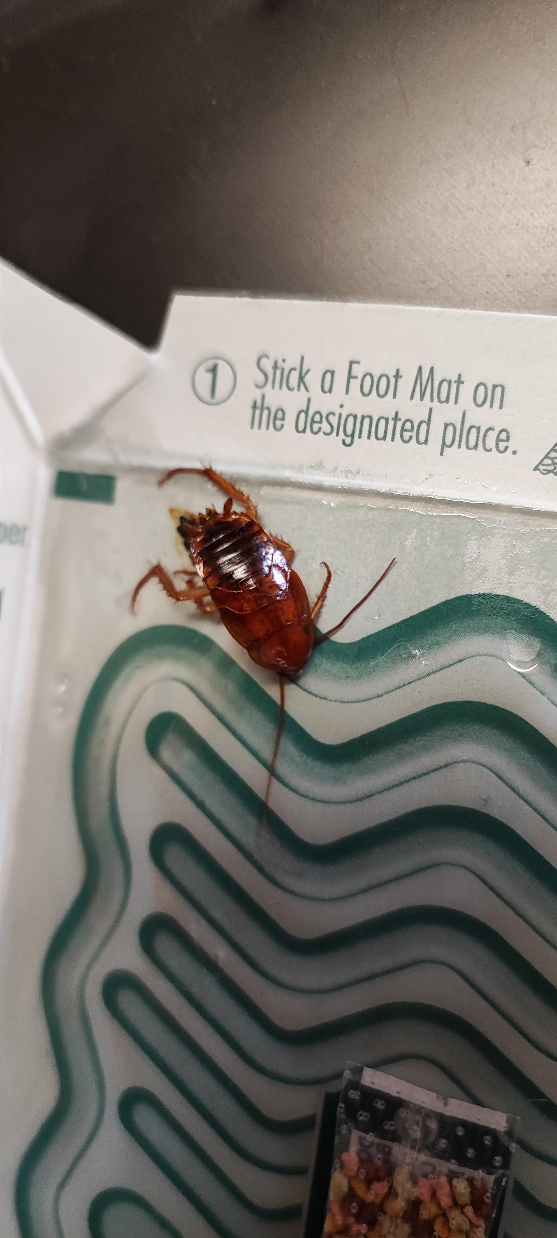 I seem to be terrible at identifying cockroach types. San Diego, Ca r