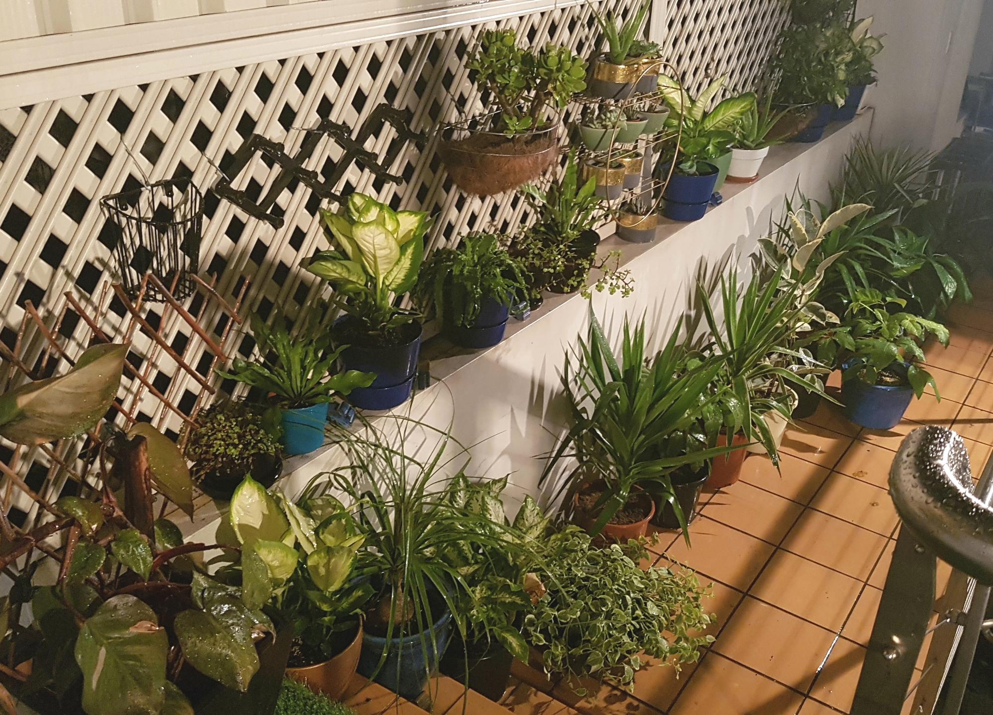 When you lug all your indoor plants outside to soak up the overnight