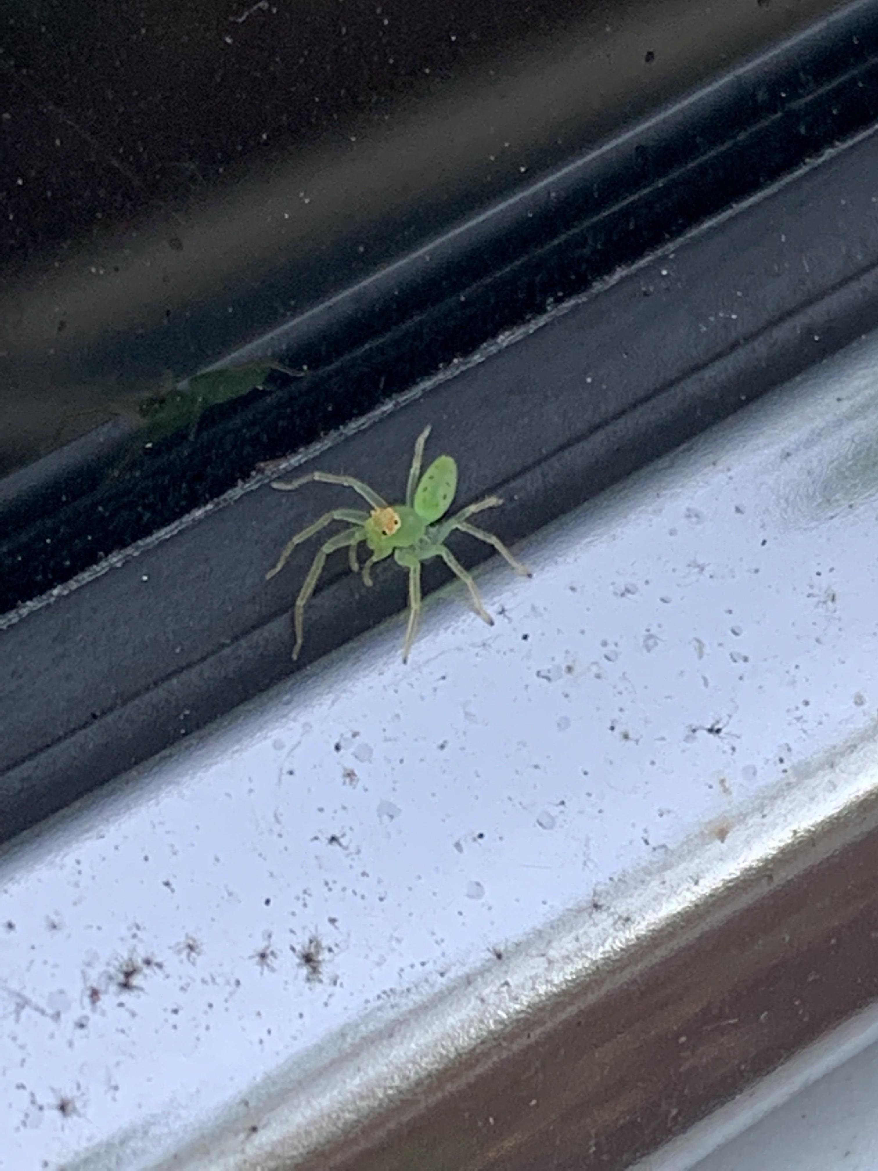 Saw this bright green little dude on my car, what kind of spider is it