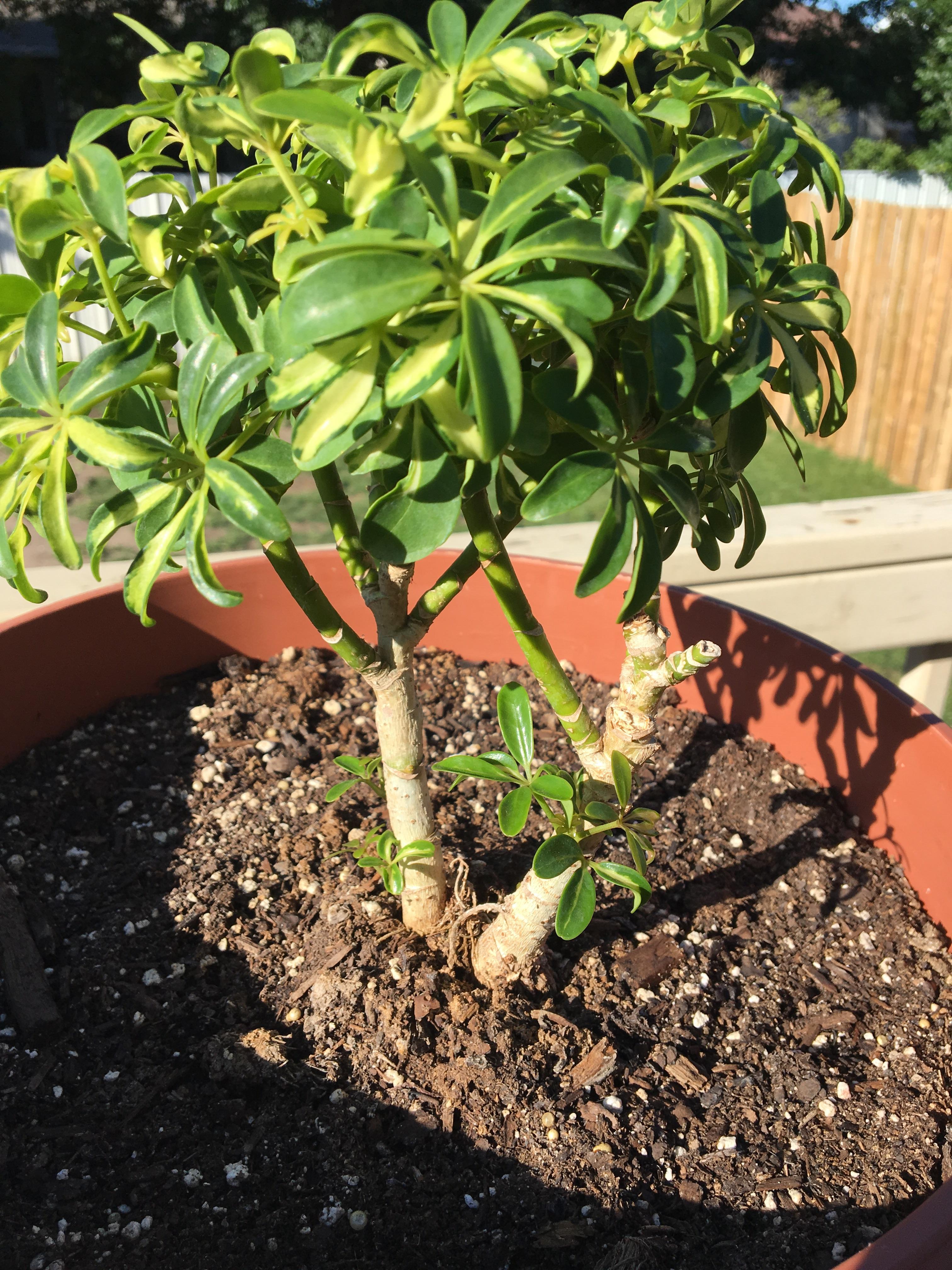 Hawaiian umbrella seeing some growth finally! Any way to prune to