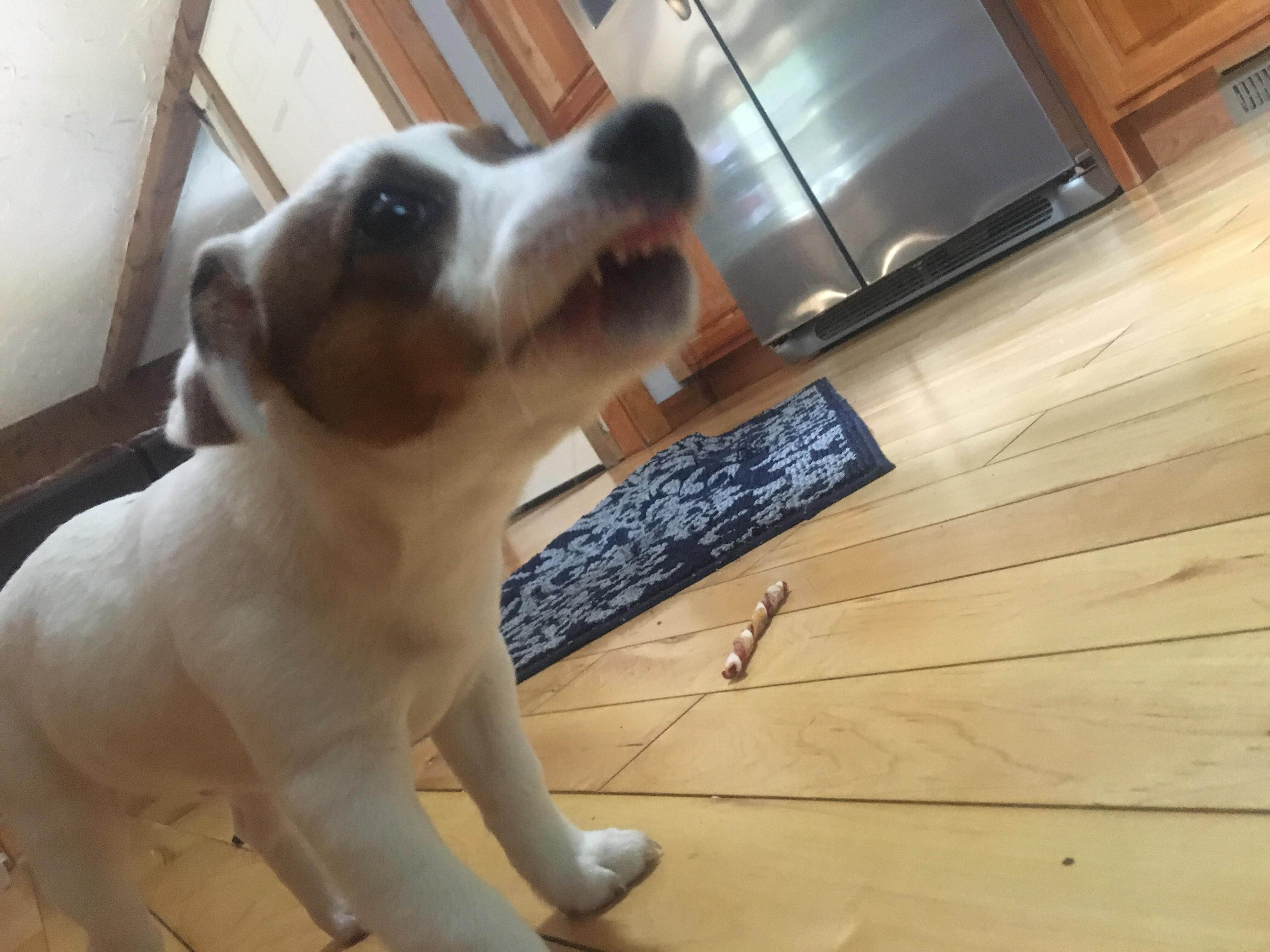 My dog is self conscious about his overbite r/aww