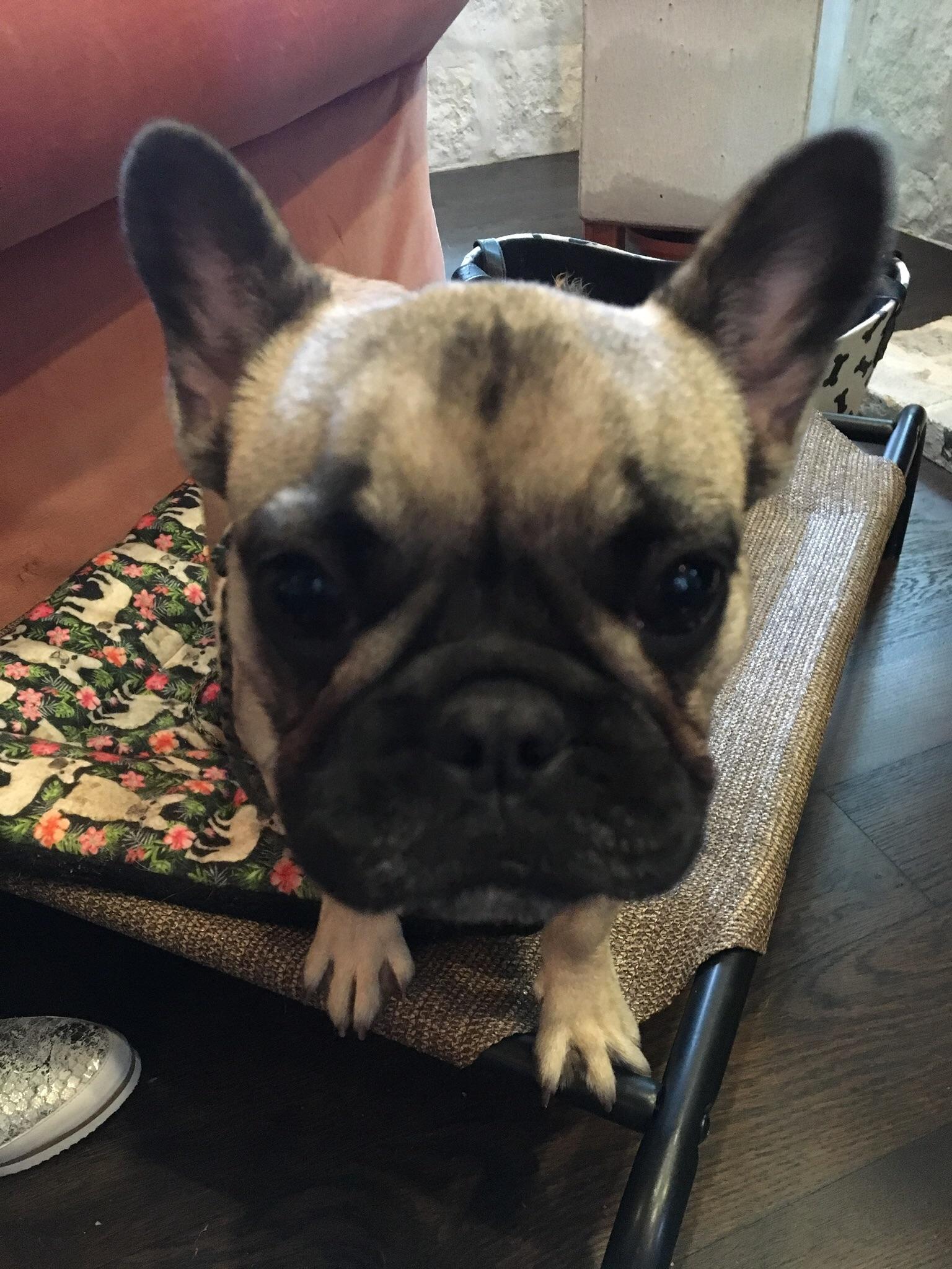 If you own a Frenchie you know how hard it is to get the perfect photo