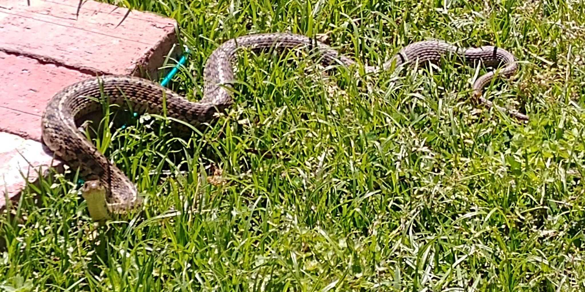 What type of snake? Eastern shore of MD r/snakes