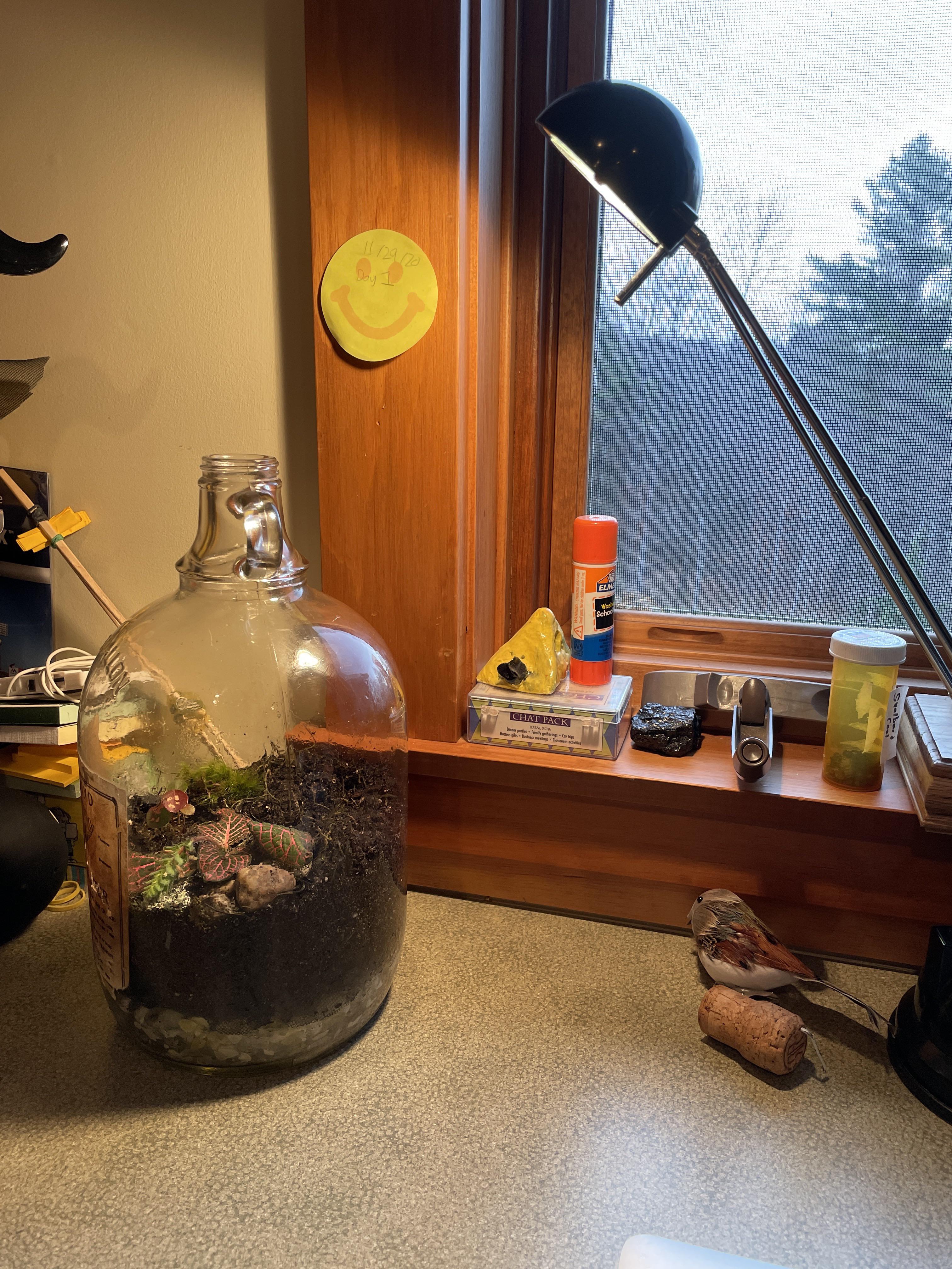 Trouble with Starting Closed Terrarium. Added a fittonia cutting but it