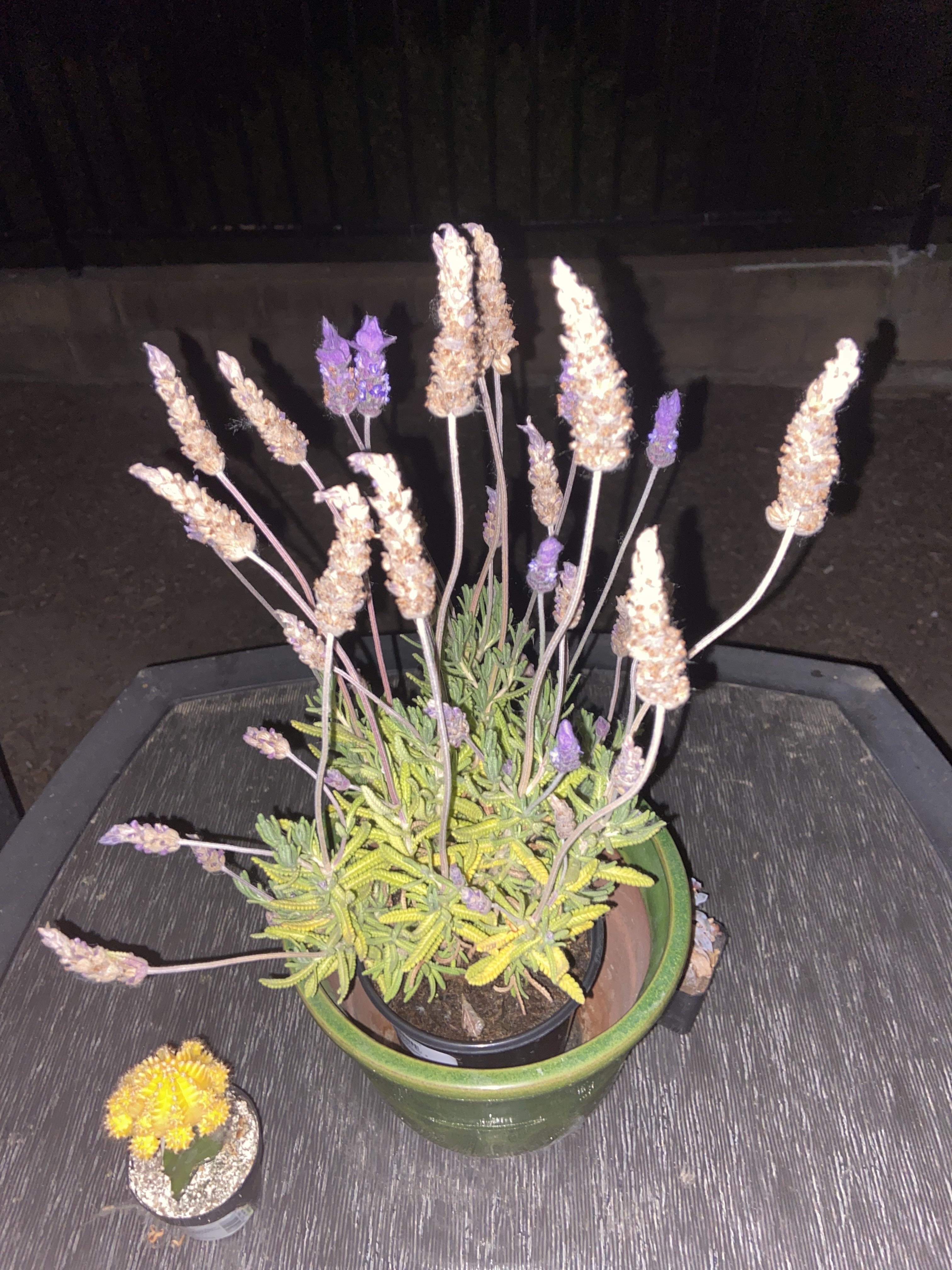 Why is my lavender dying? r/plants