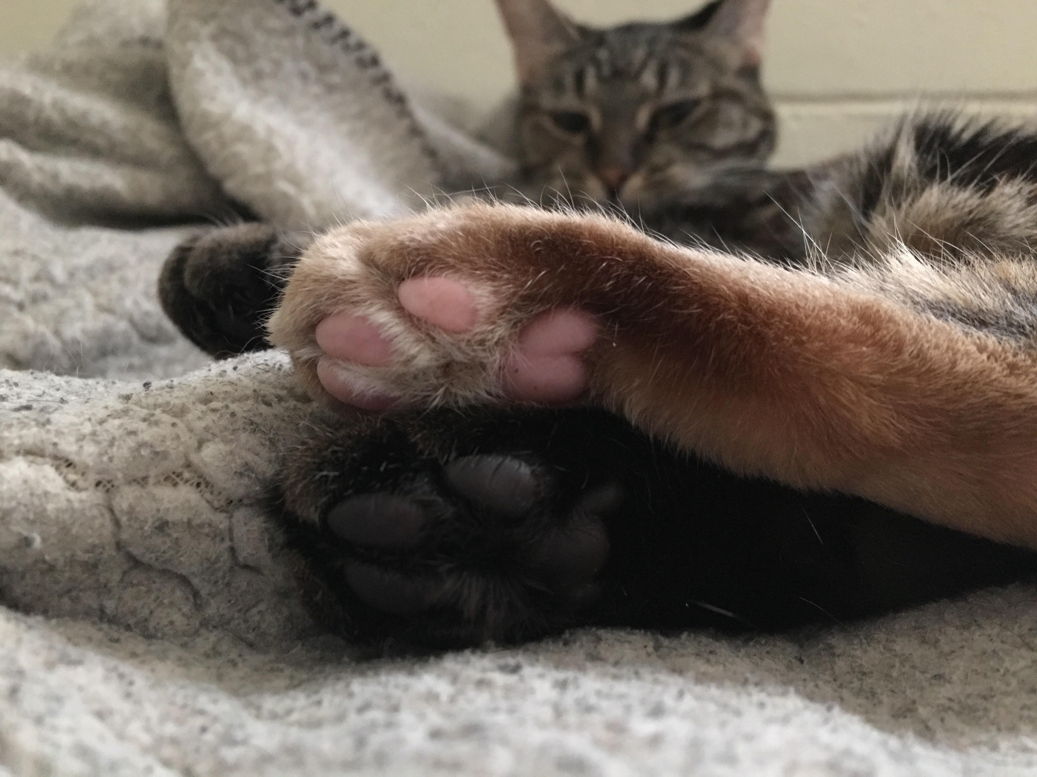 My cat has an orange foot with pink beans and a black foot with black