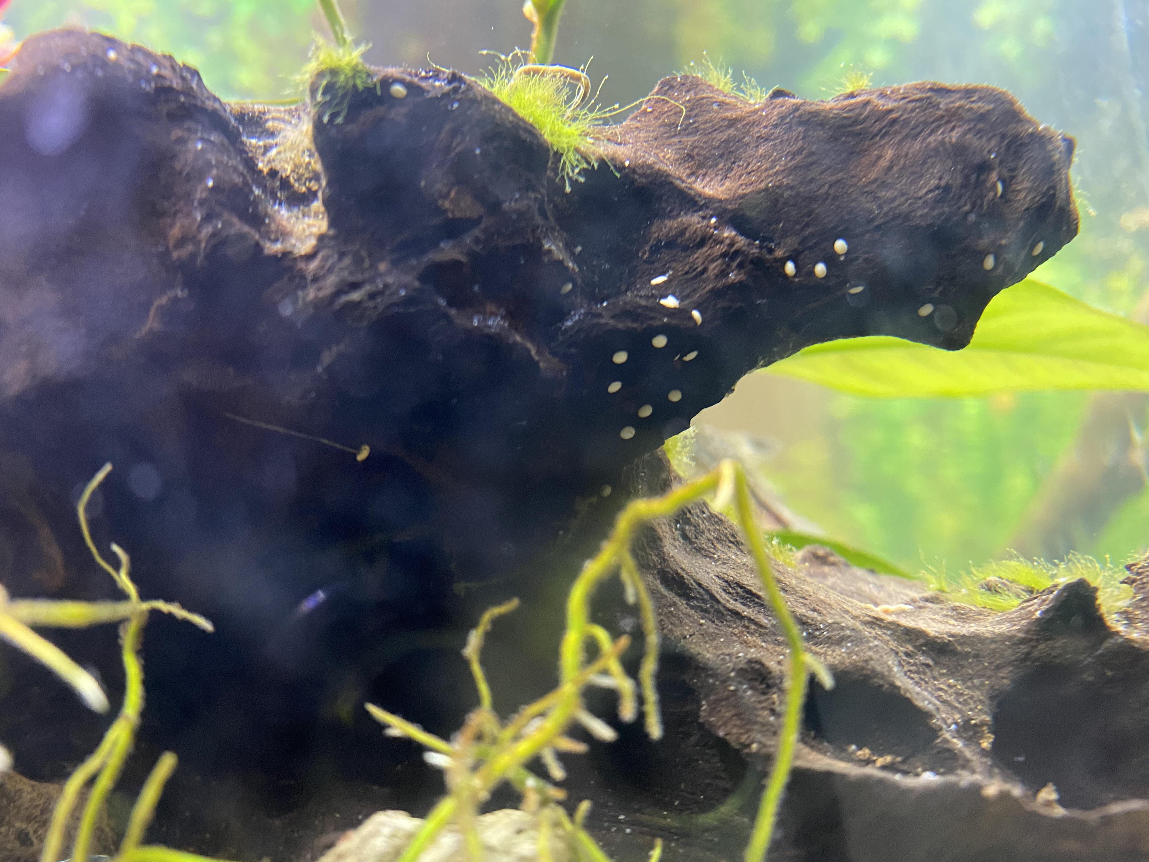 What are these white spots? I can’t figure it out. r/aquarium