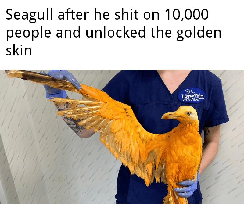 I know it's curry memes