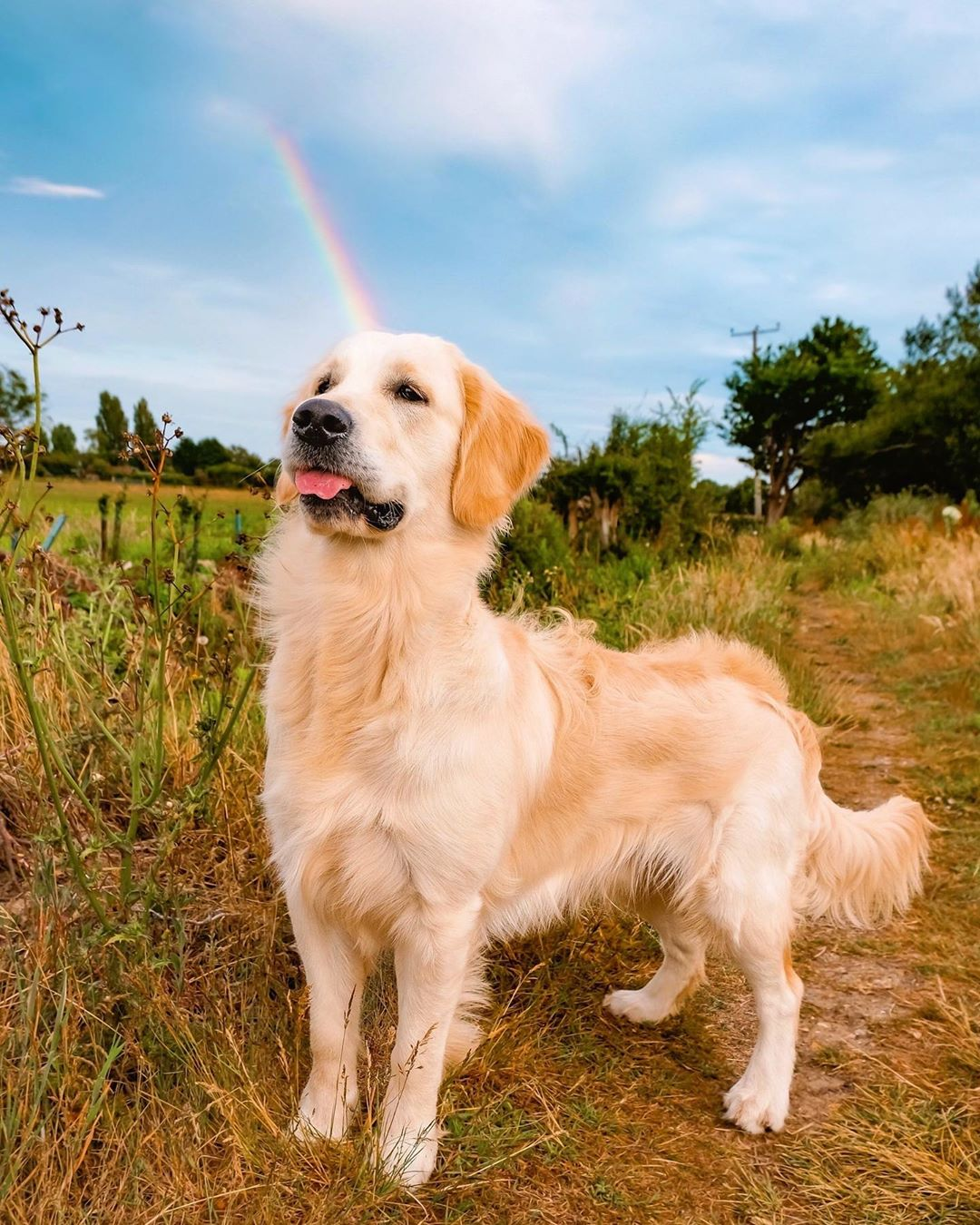 Rainbow unicorn dog Eyebleach