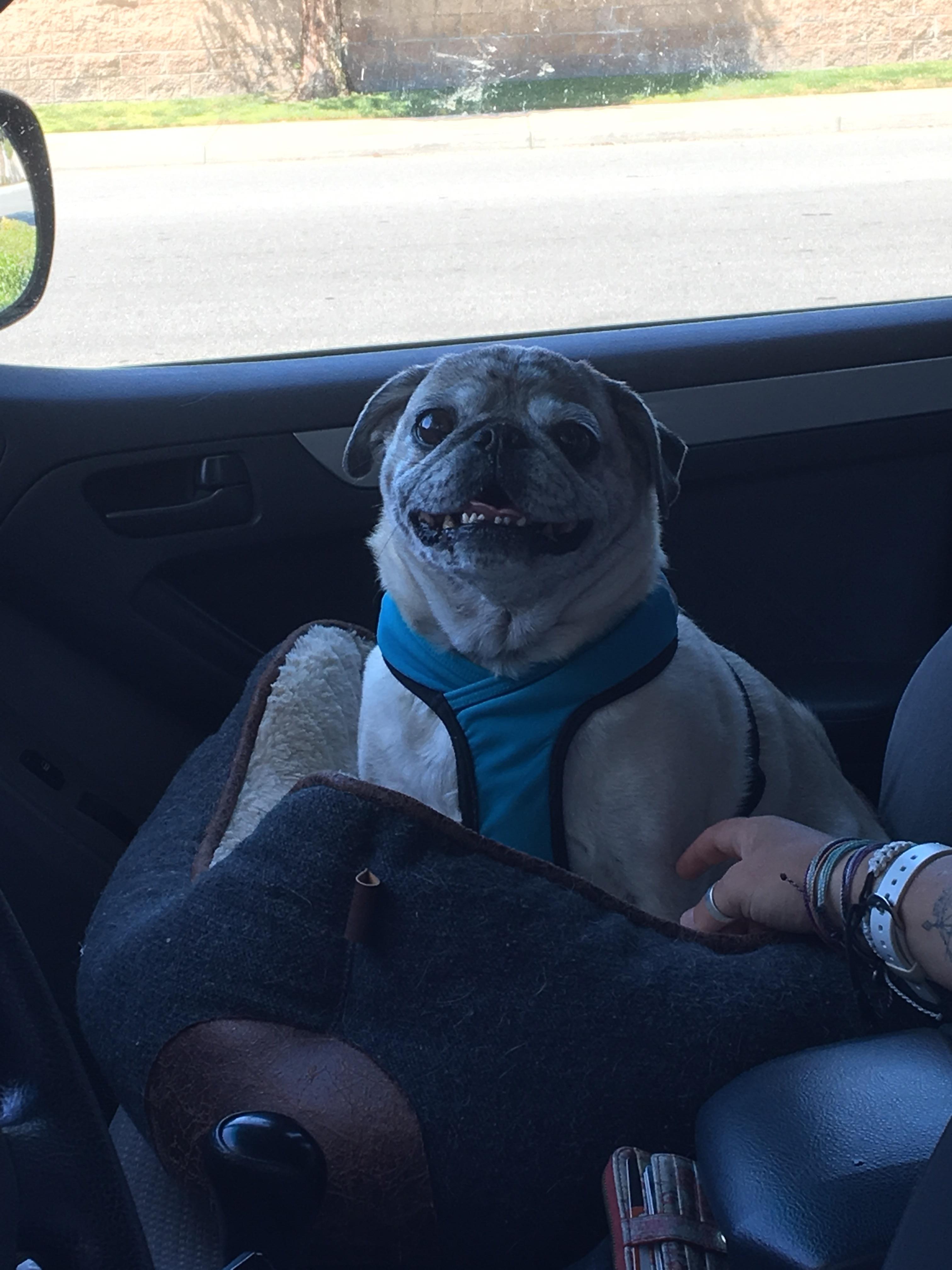 We were blessed with a perfect drive thru dog today. His name was