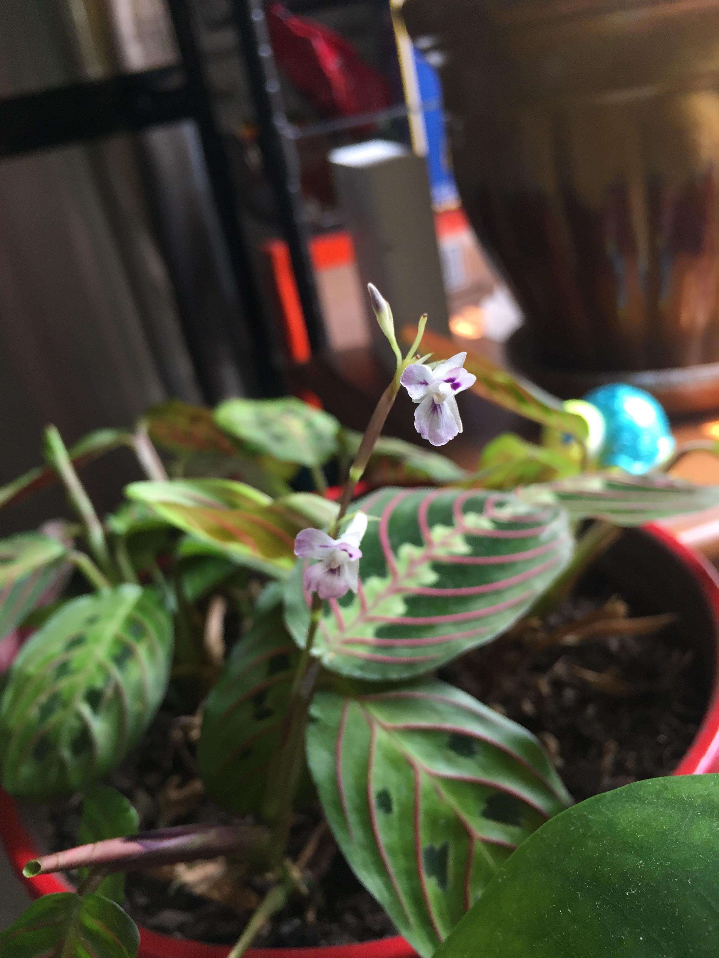 Triple prayer plant bloom r/houseplants