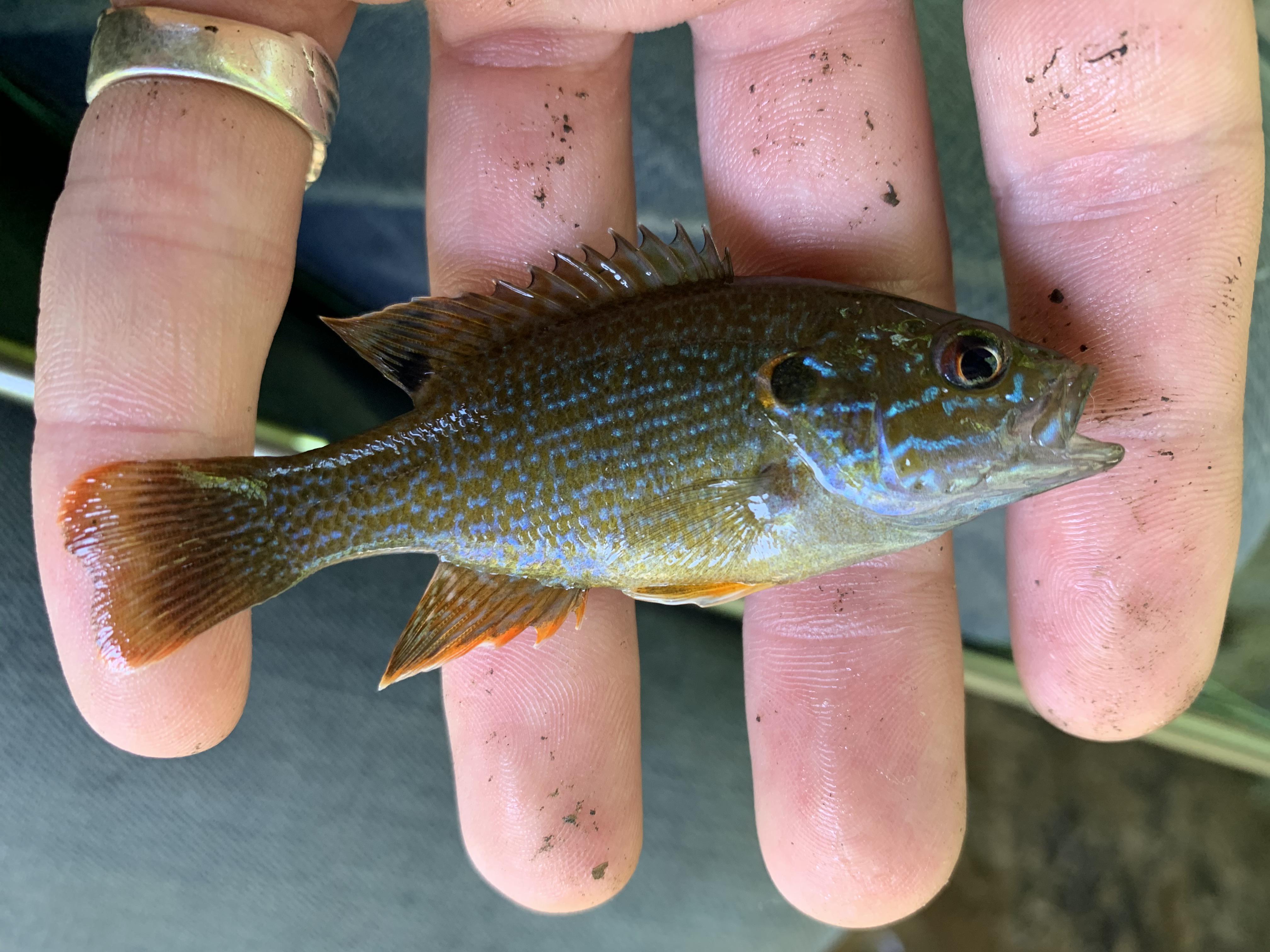 Pretty coloured Green Sunfish today out of Tyler Creek, Northeast