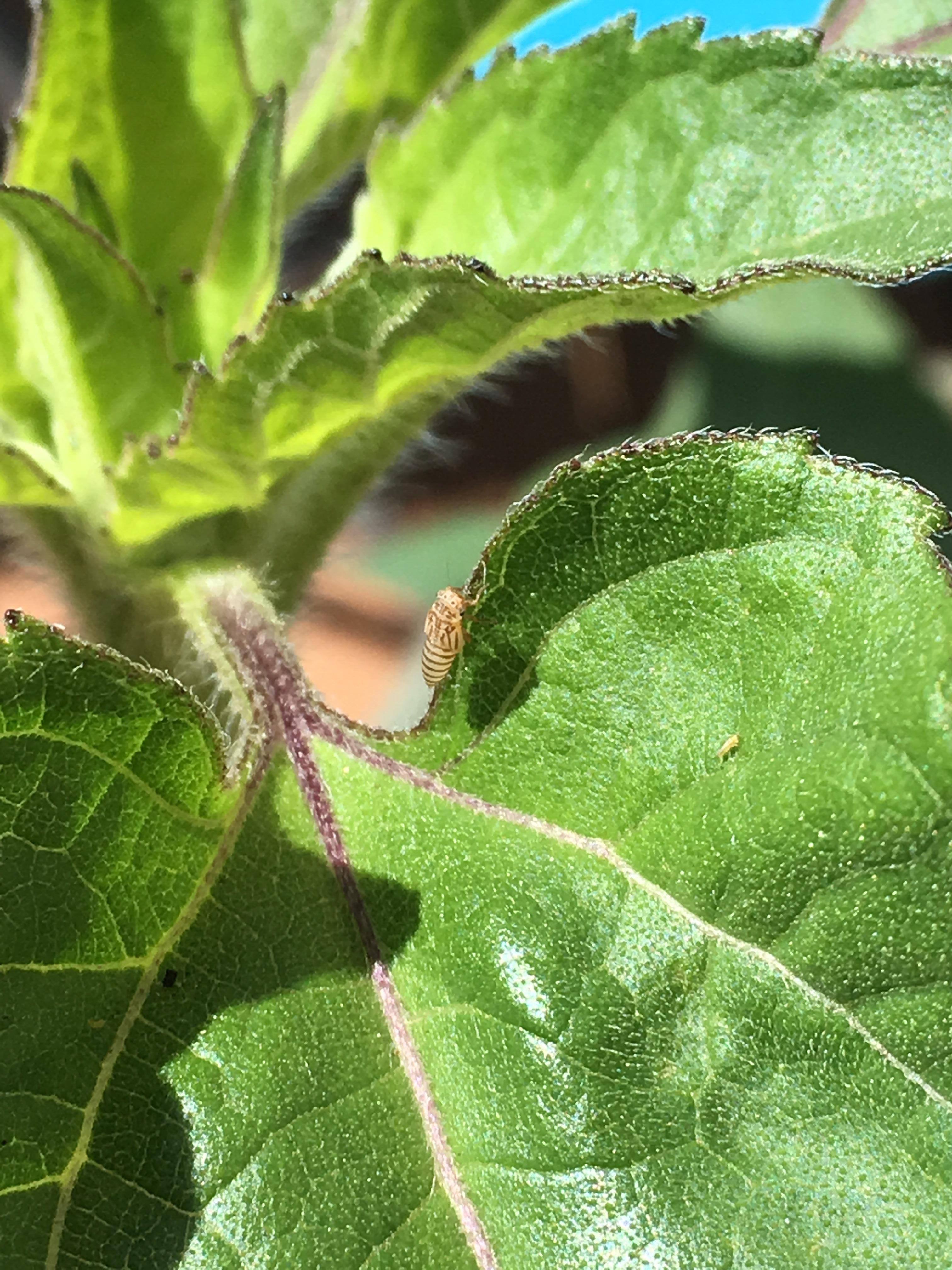 Is this guy responsible for munching holes in my sunflower? What is he
