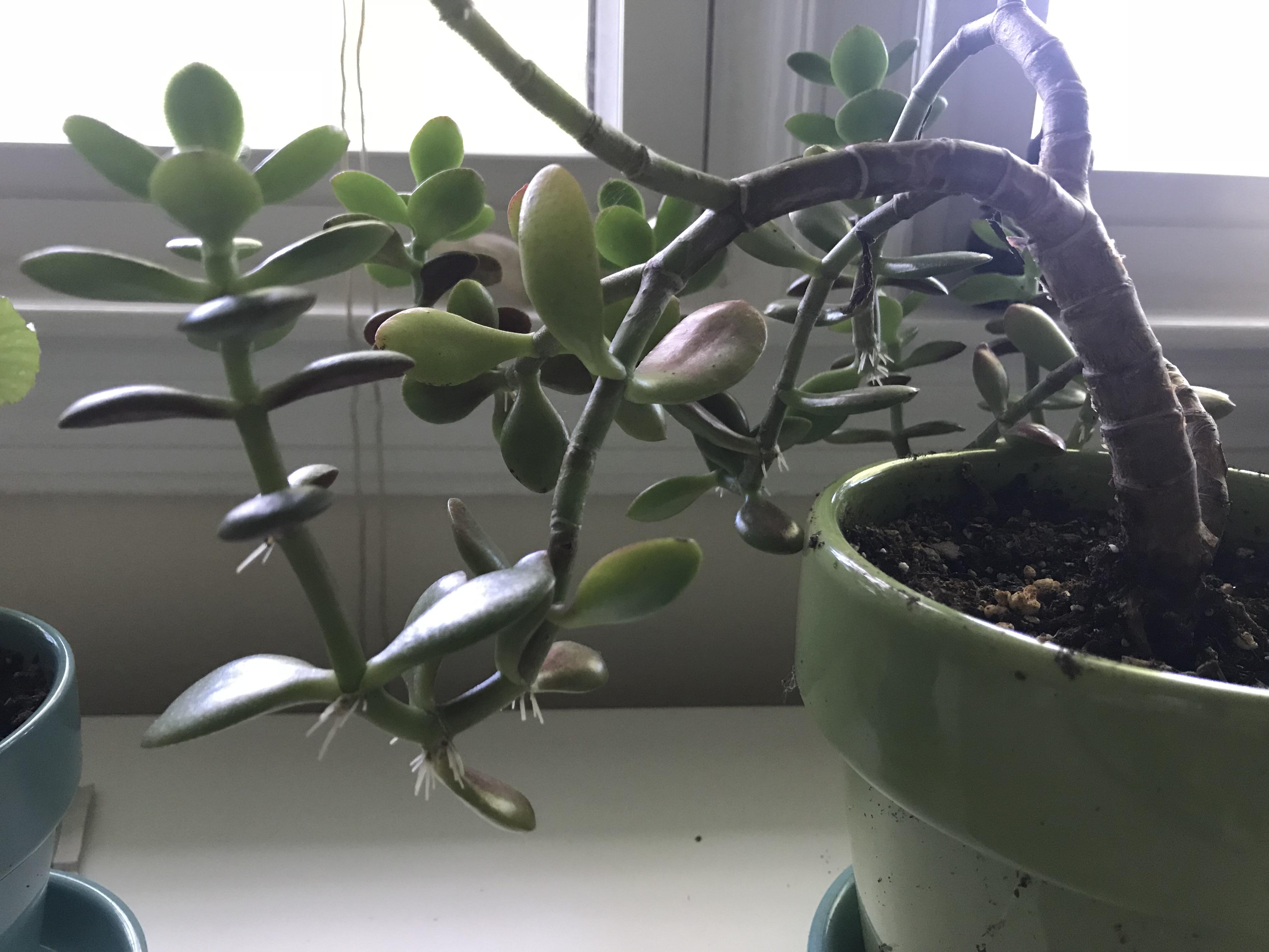 My jade plant has these low dips, and looks like it’s putting out roots