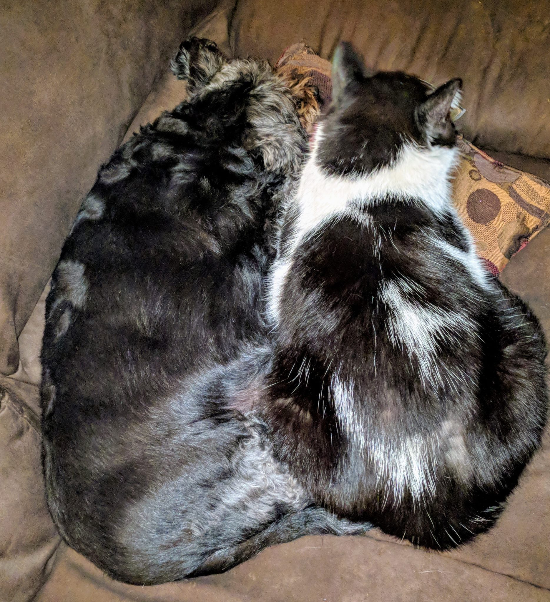 Dogs and cats living together... MASS HYSTERIA! We picked these two