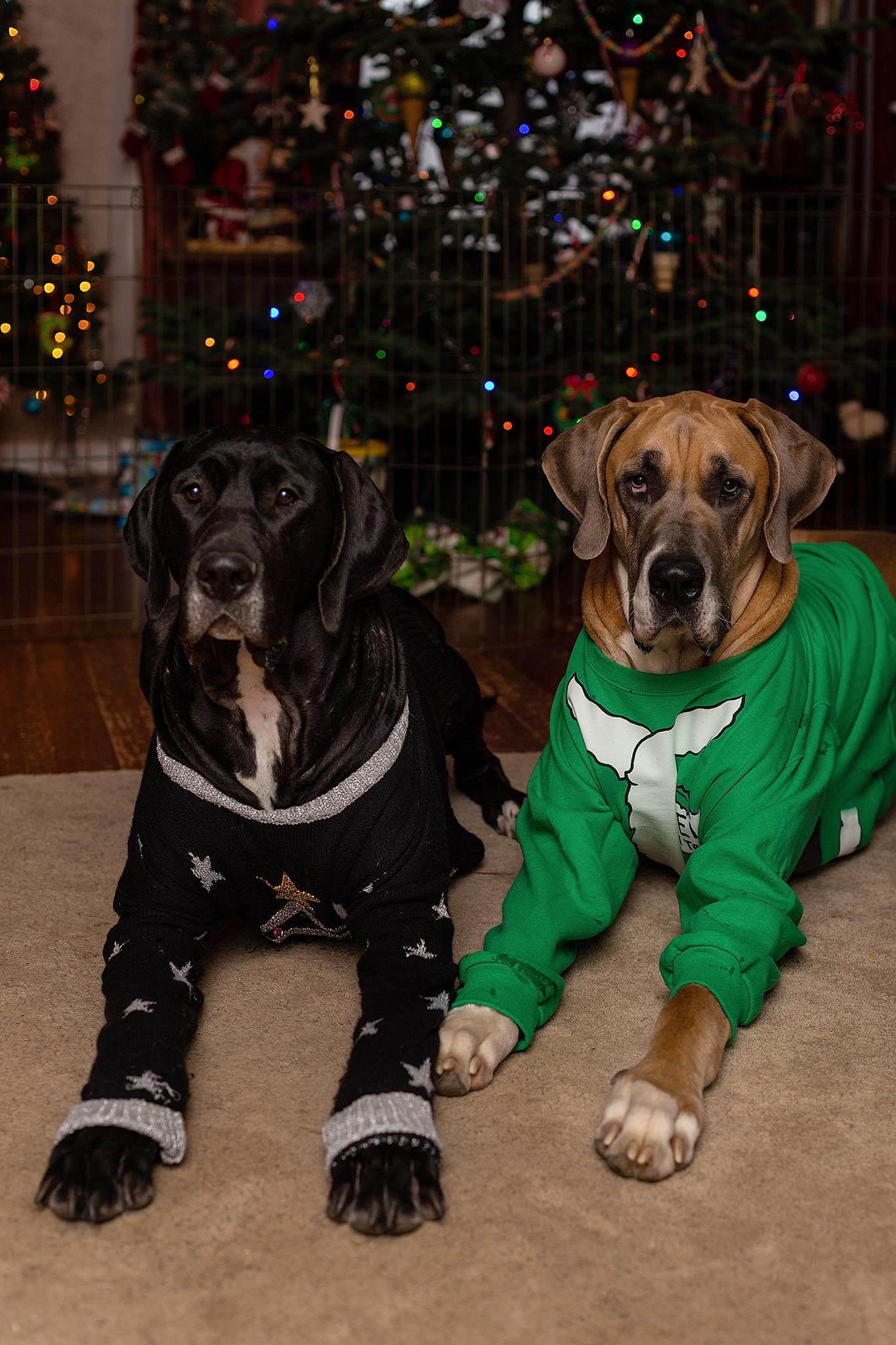 My 2 Great Danes, happily posing in their Christmas sweaters because I've got a treat in my hand