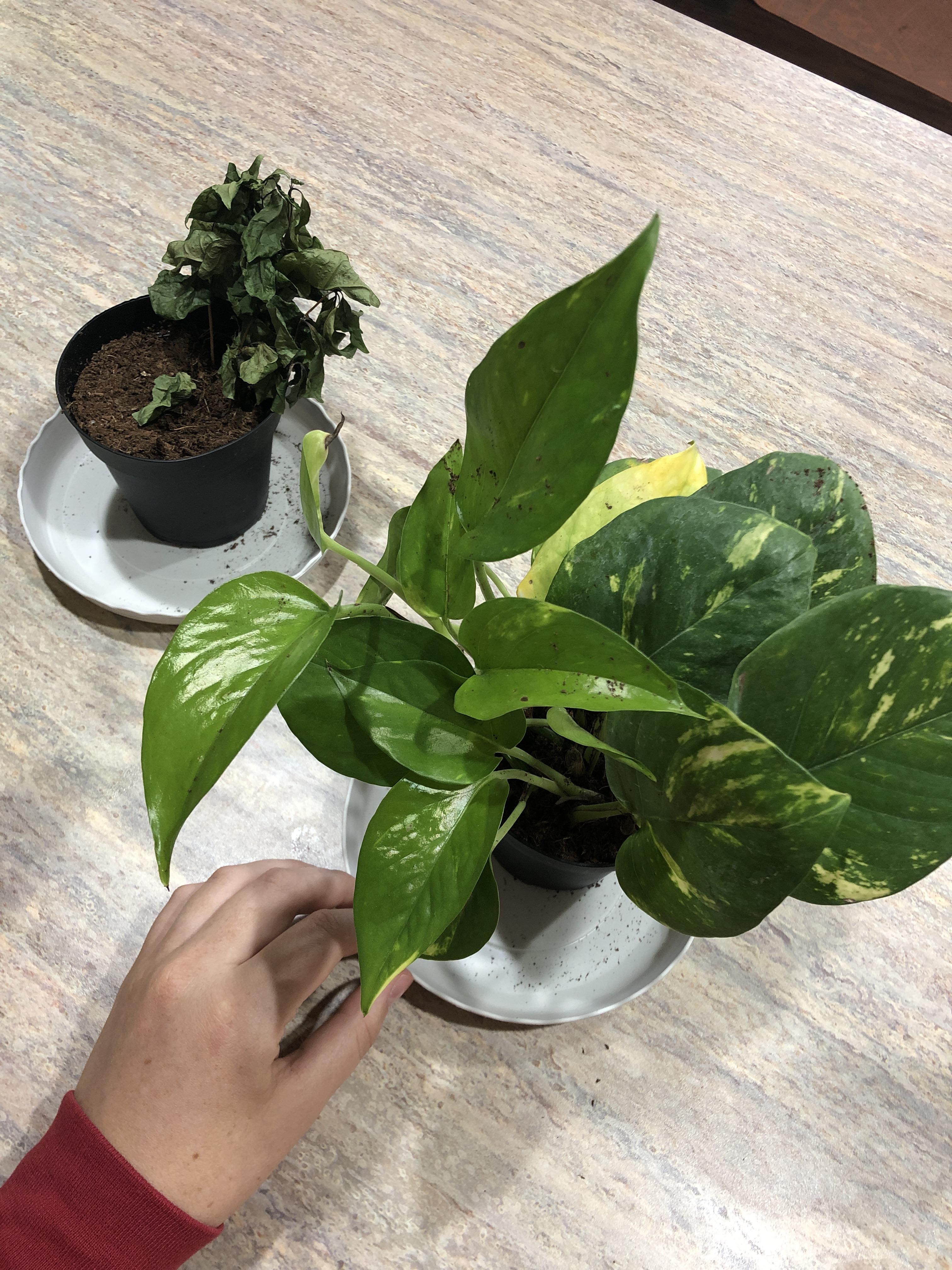 Some leaves looks happy and healthy and some are yellowing. Also, did I