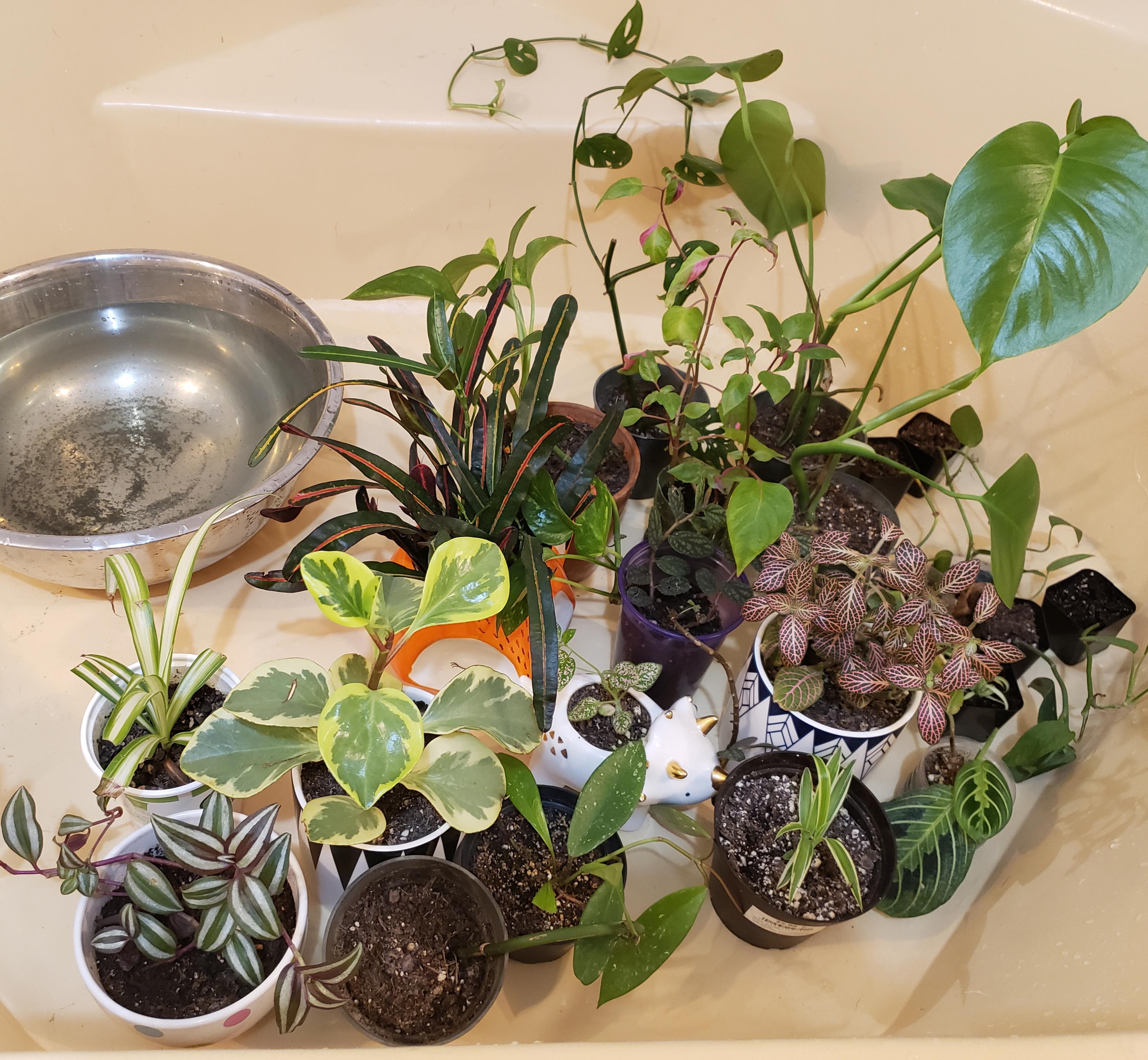 Does anyone here use old fish tank water for their plants? Would you