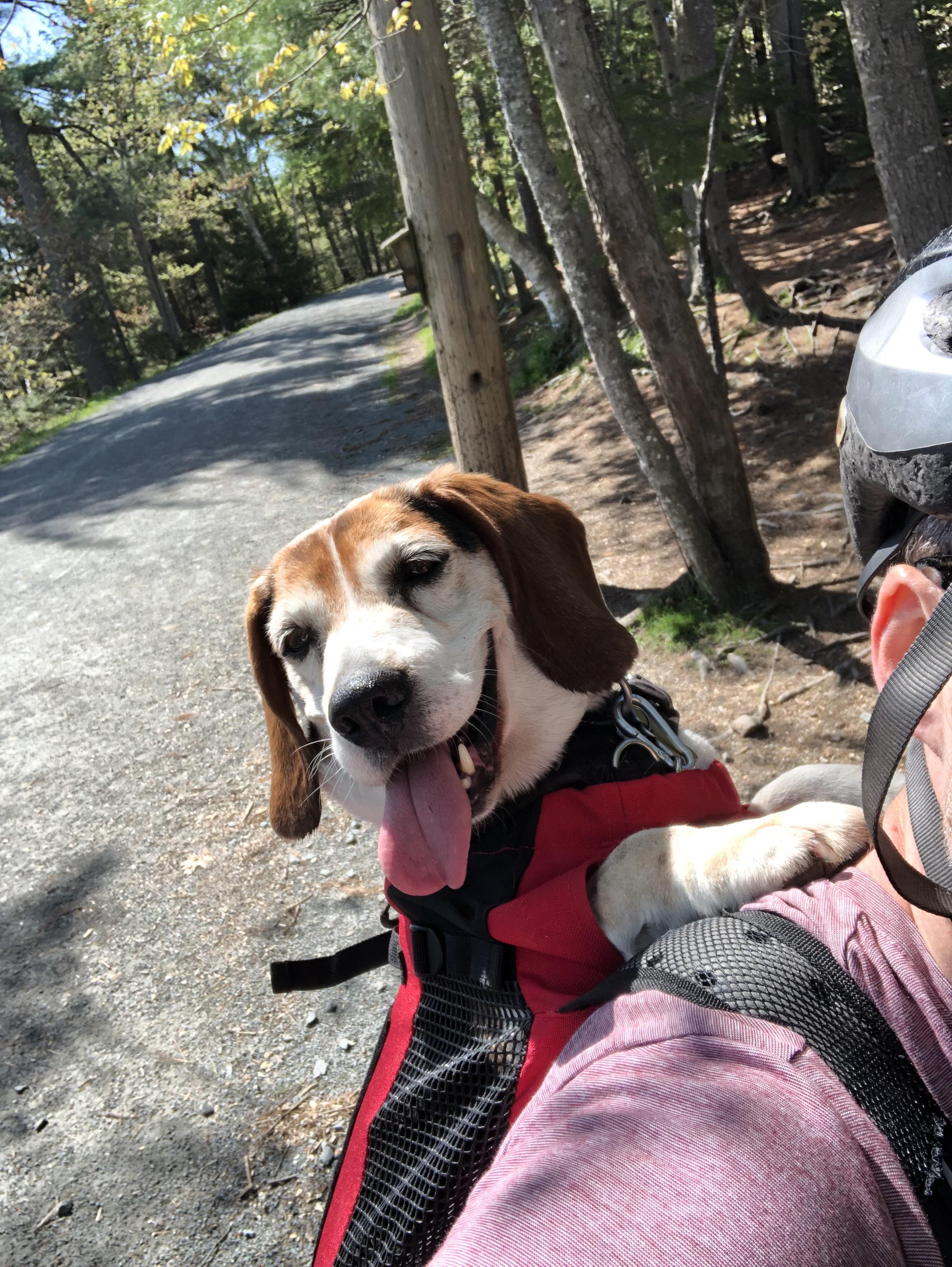 Backpack Beagle 🎒 r/beagle