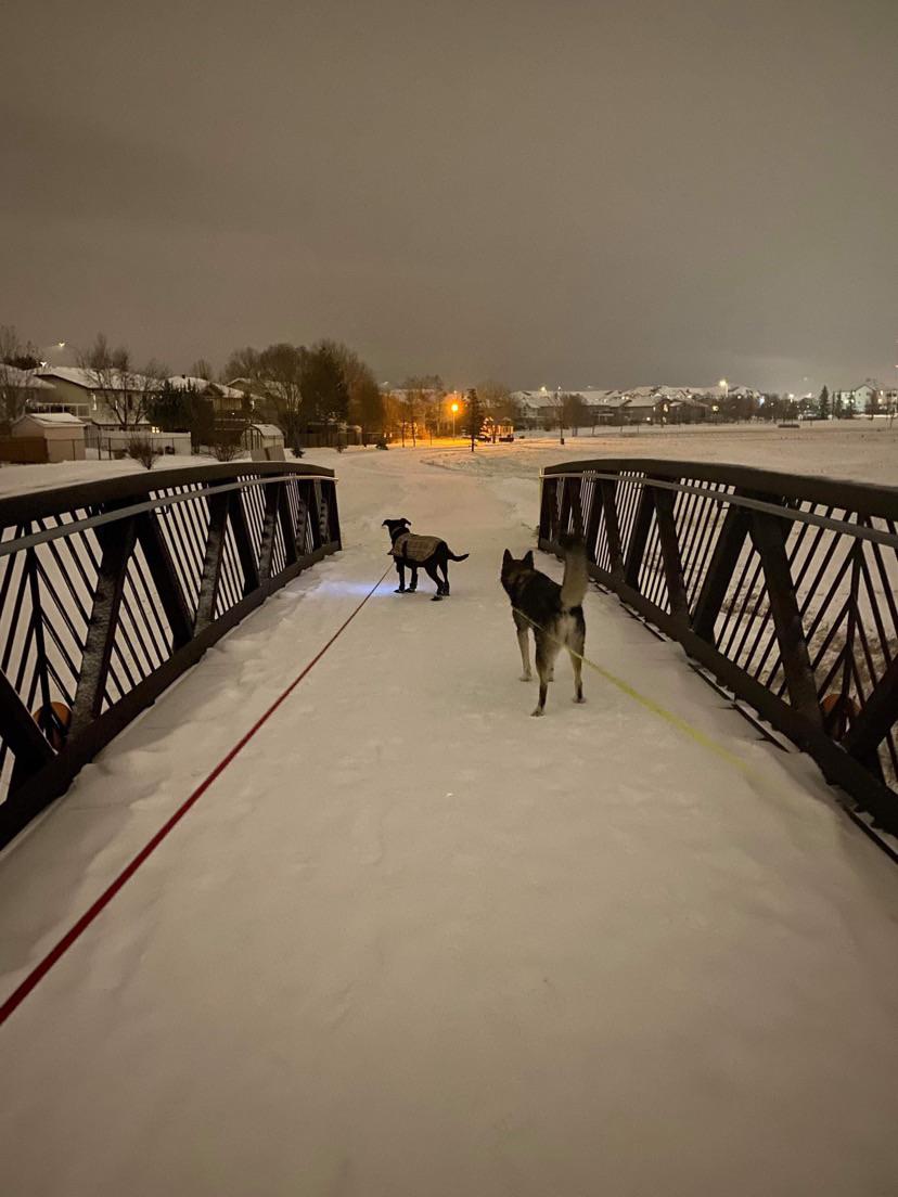 Dogs on a bridgetaken by my dog walker r/TheNightFeeling