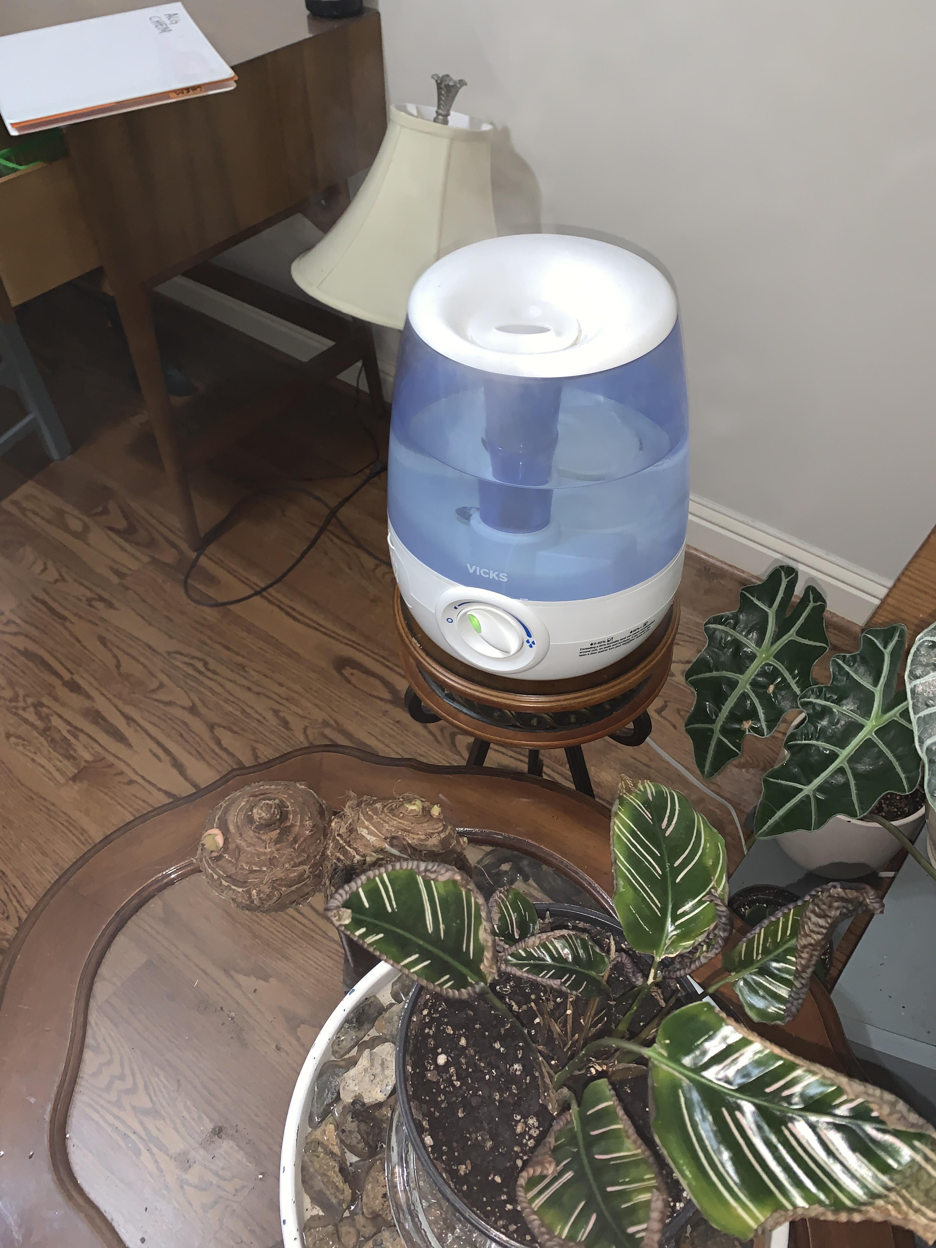 TAP WATER HUMIDIFIER r/plantclinic