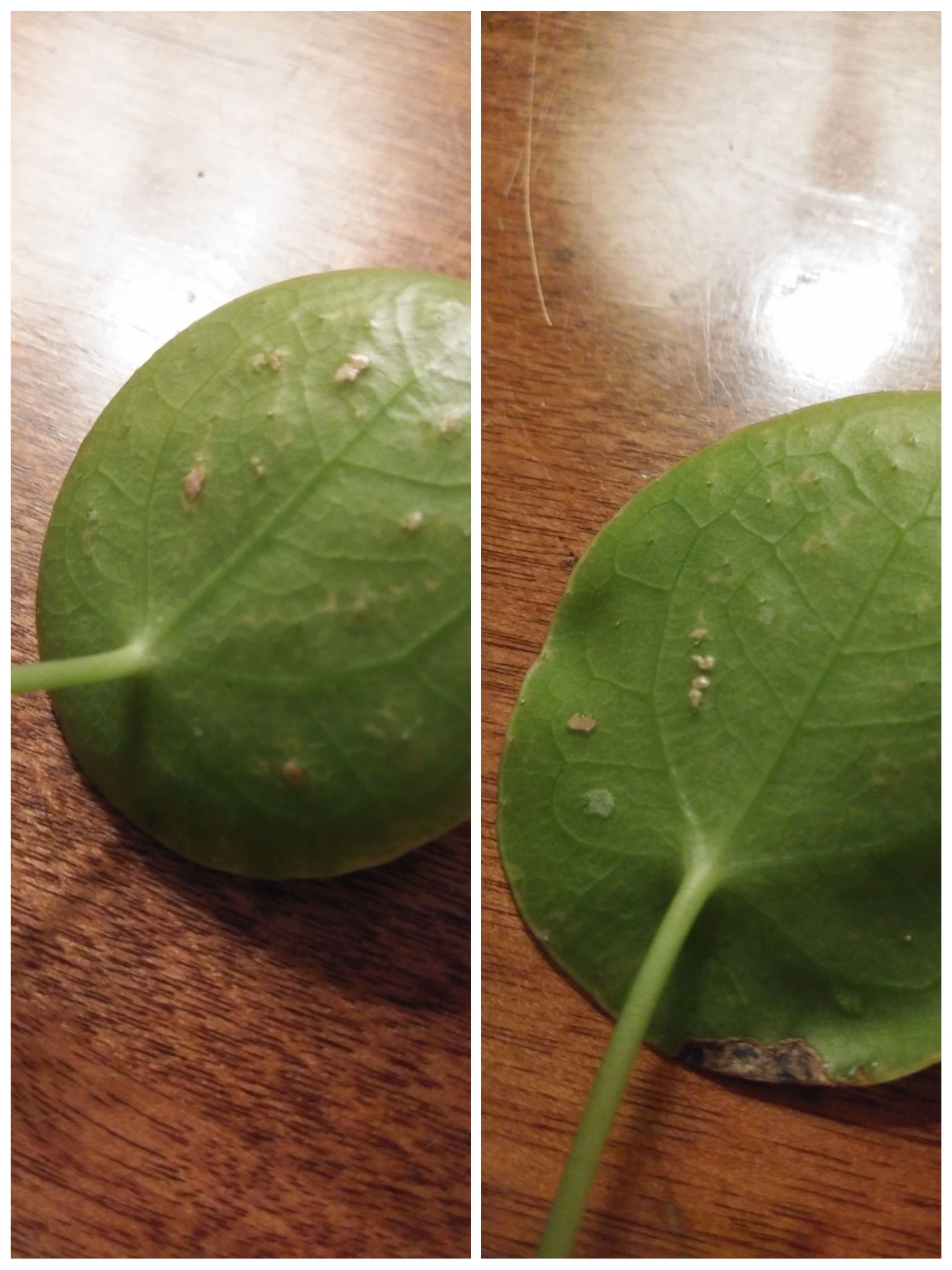 Spider mites on my pilea? How to use neem oil without causing damage