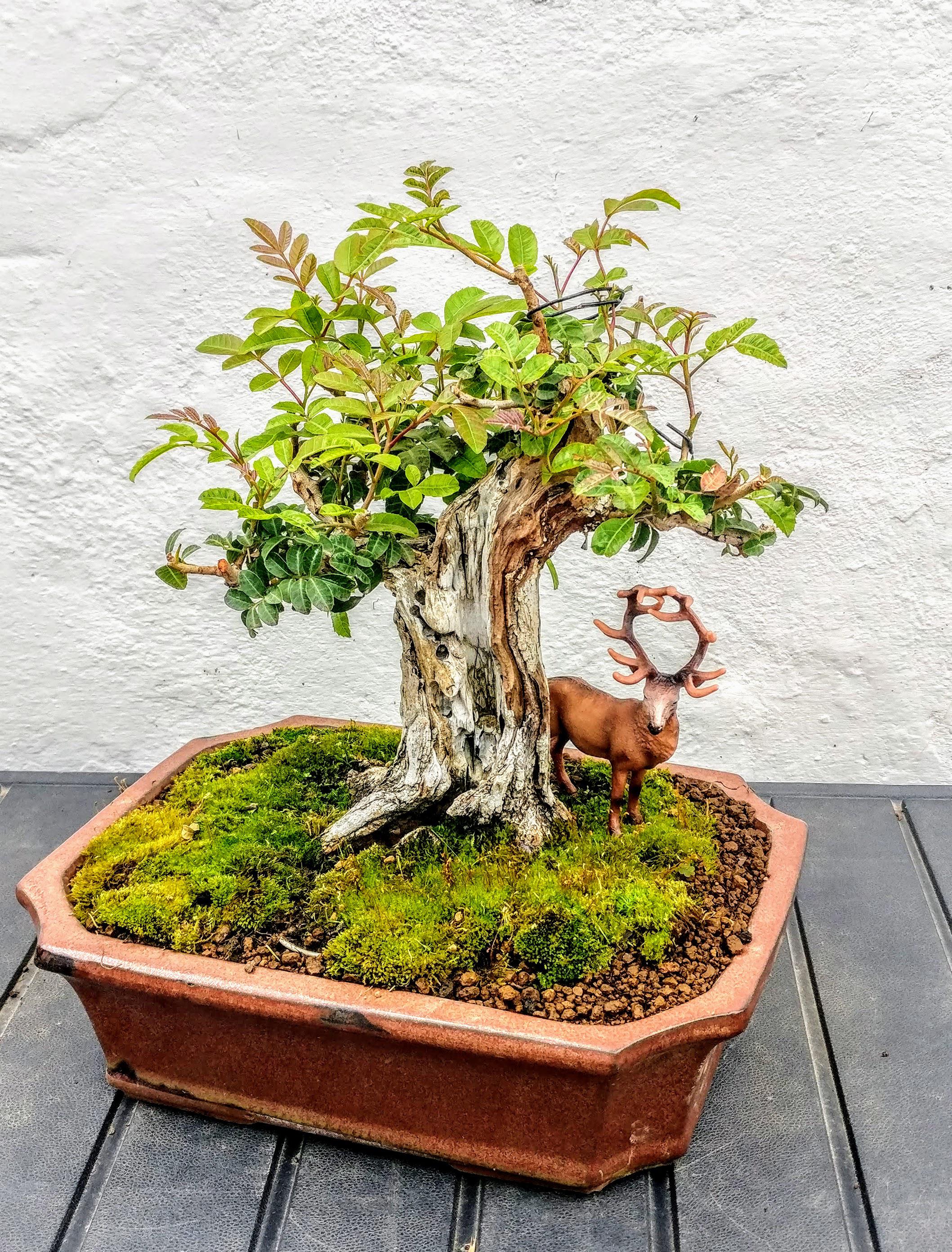 Pepper Tree Bonsai