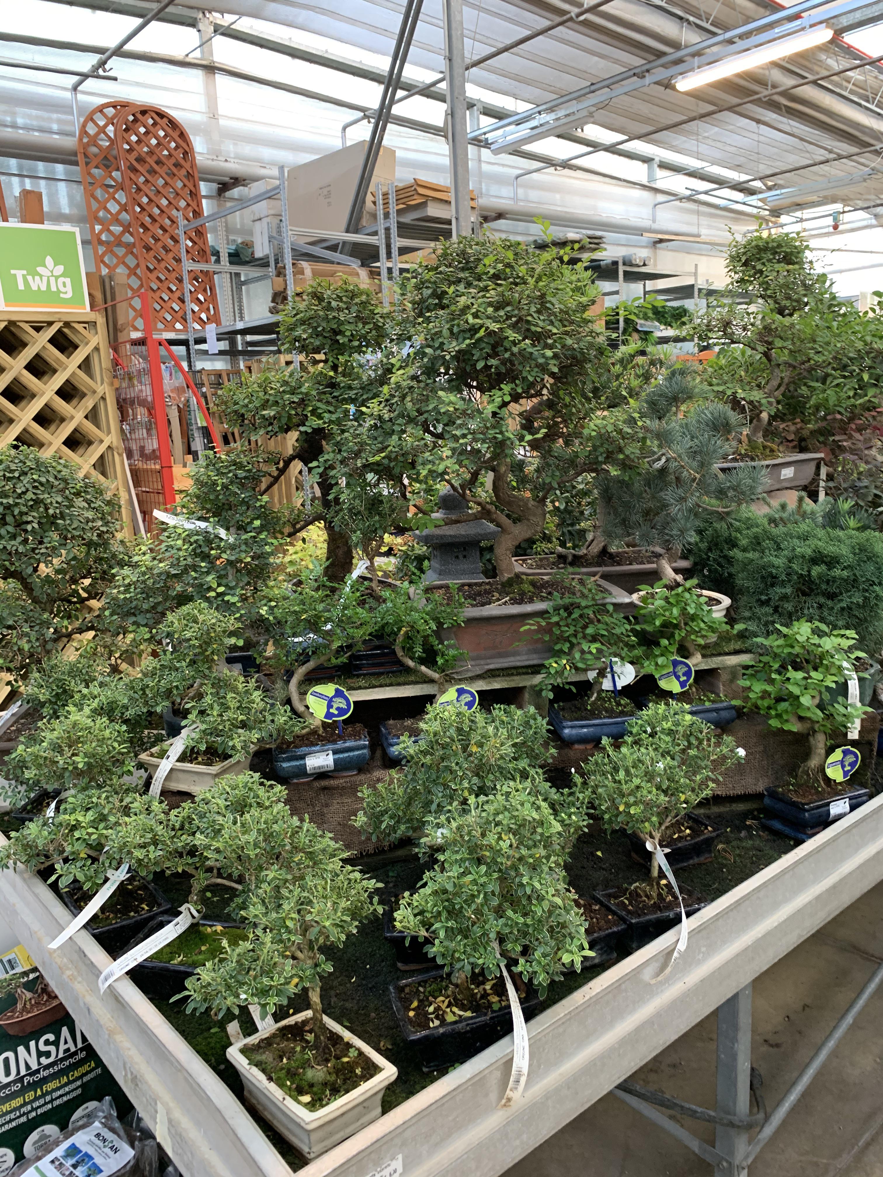 the plant store near my house is full of wonderful bonsai (sorry for