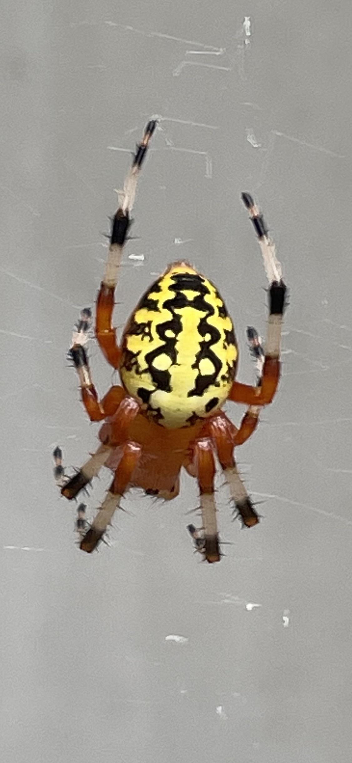 Found this beautiful spider in Virginia r/spiders