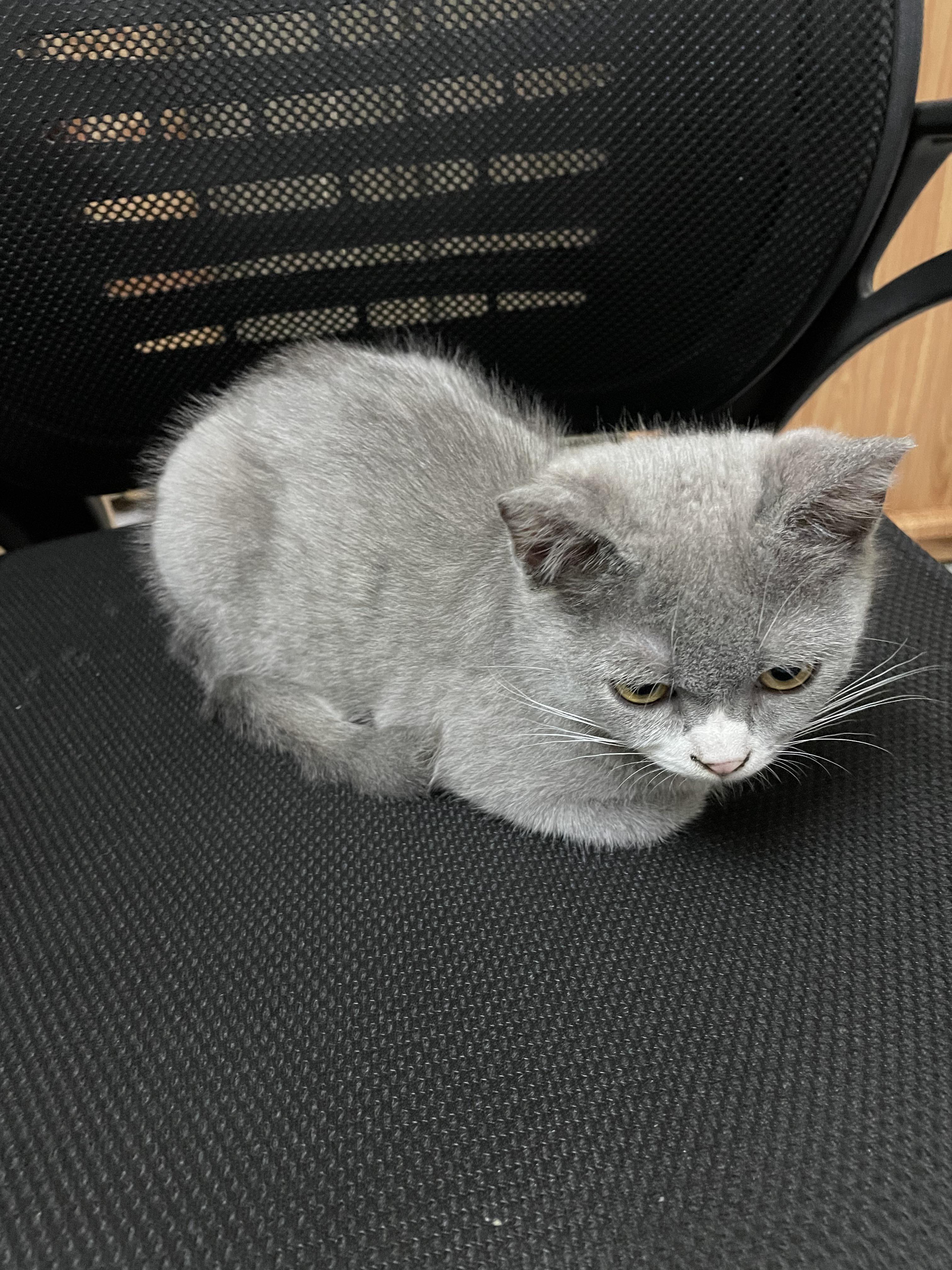 My new loaf keep sitting in my chair r/Catloaf