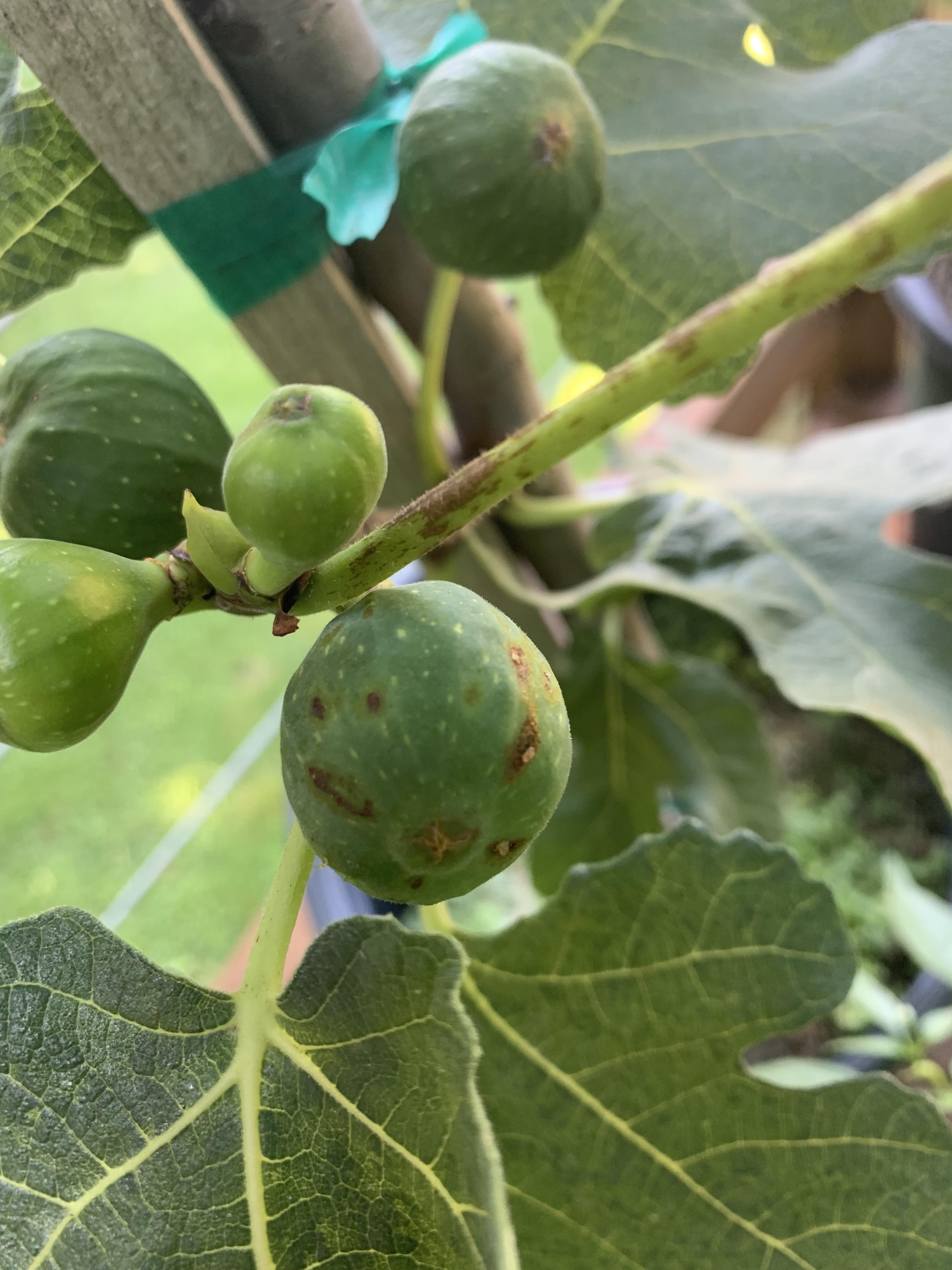 Is this fig ripening? Chicago hardy r/Figs